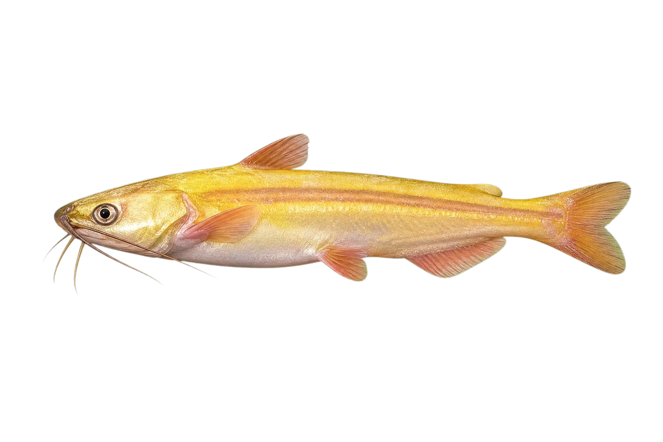 Atlantic midshipman (Porichthys plectrodon) specimen