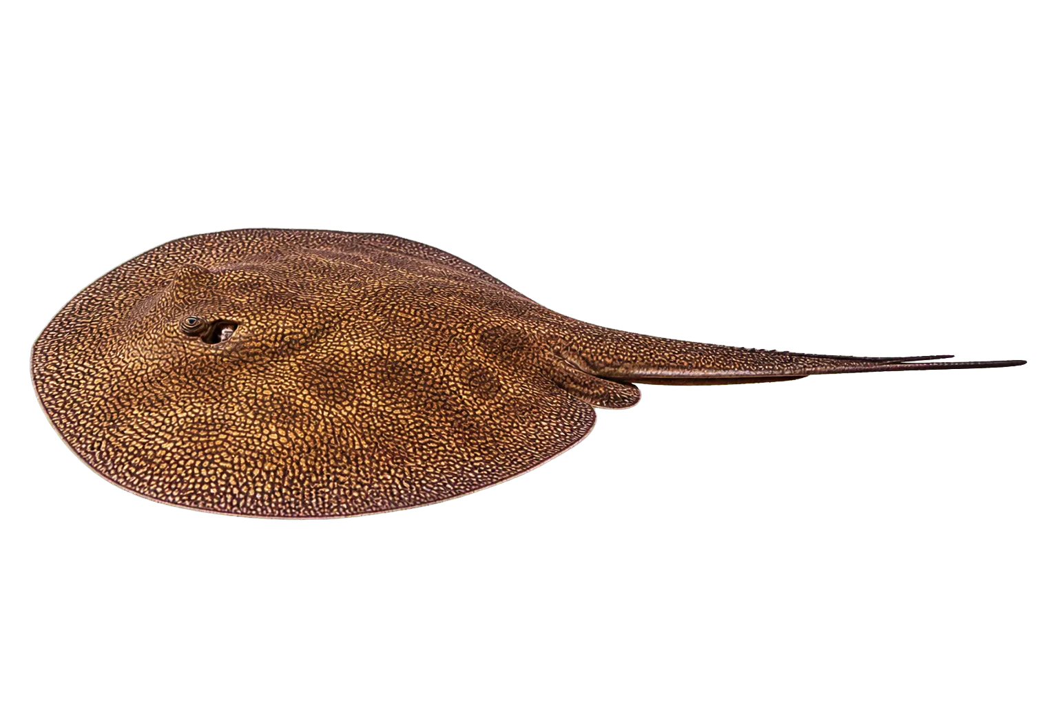 Largespot river stingray (Potamotrygon falkneri) specimen