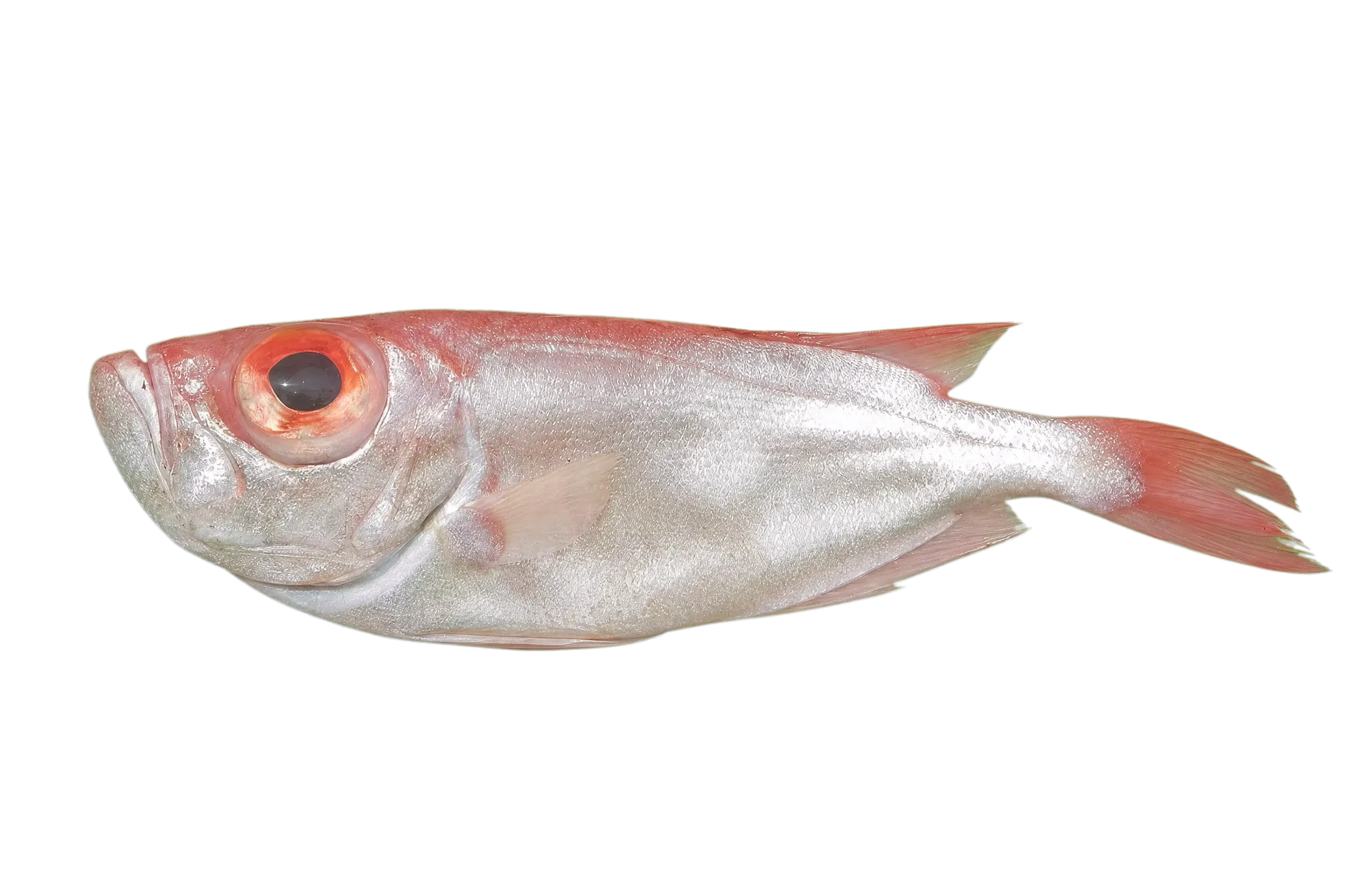 Purple-spotted bigeye (Priacanthus tayenus) specimen