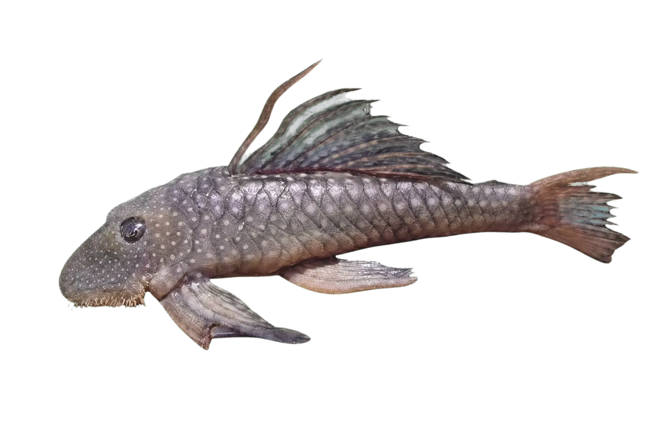 長鬚擬鈎鯰（Pseudancistrus barbatus）标本