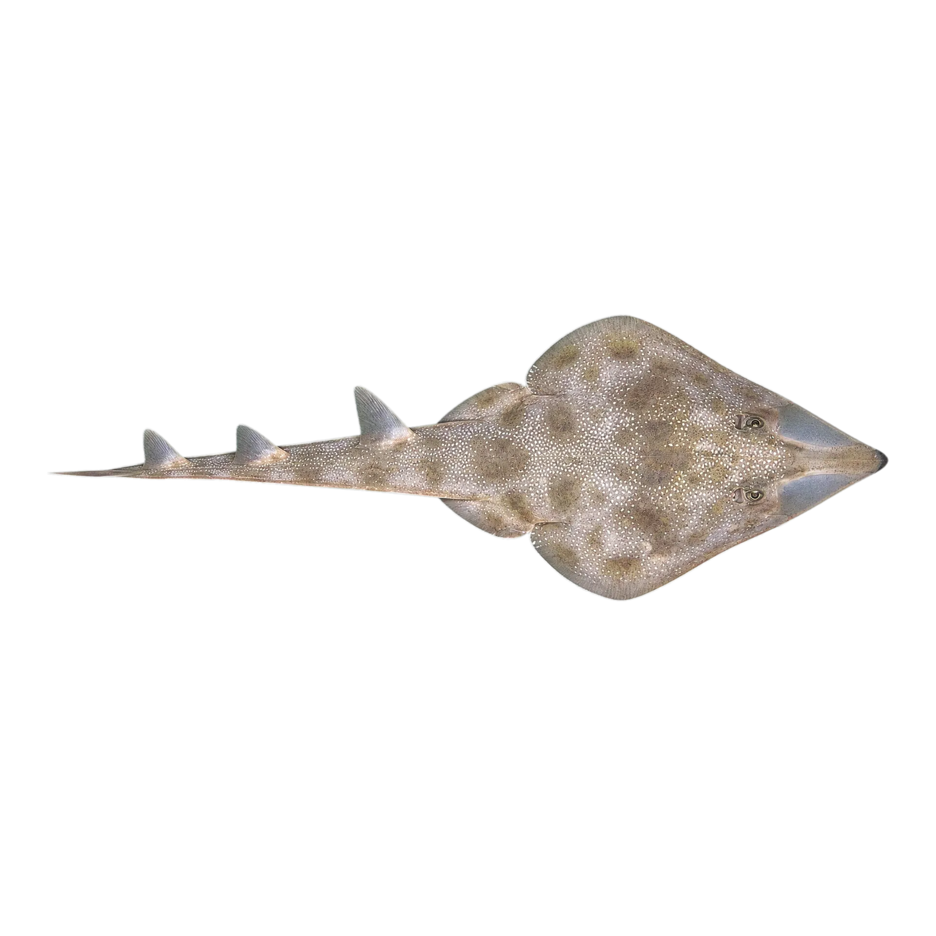 Atlantic guitarfish (Pseudobatos lentiginosus) specimen