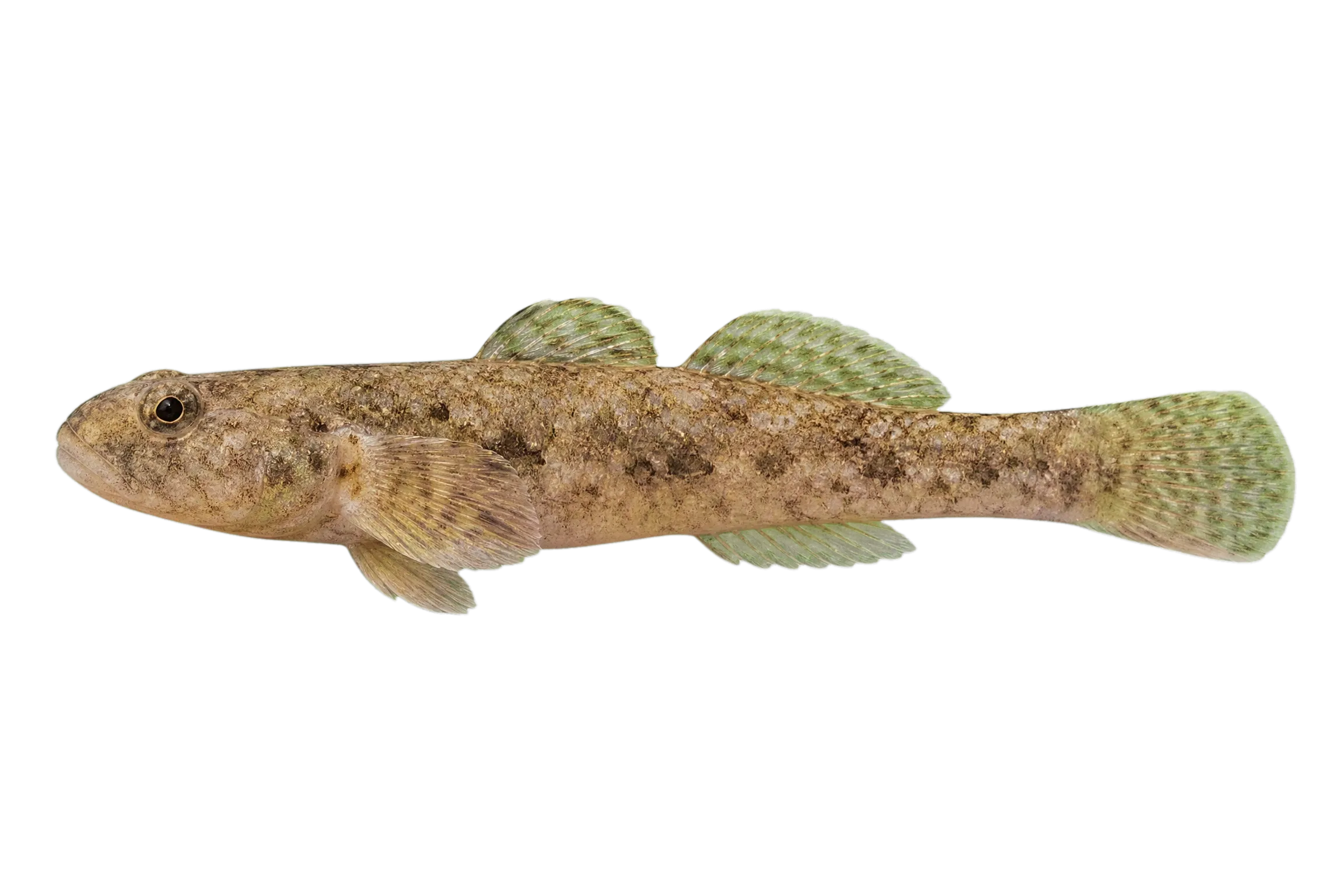 Northern fatnose goby (Pseudogobius poicilosoma) specimen