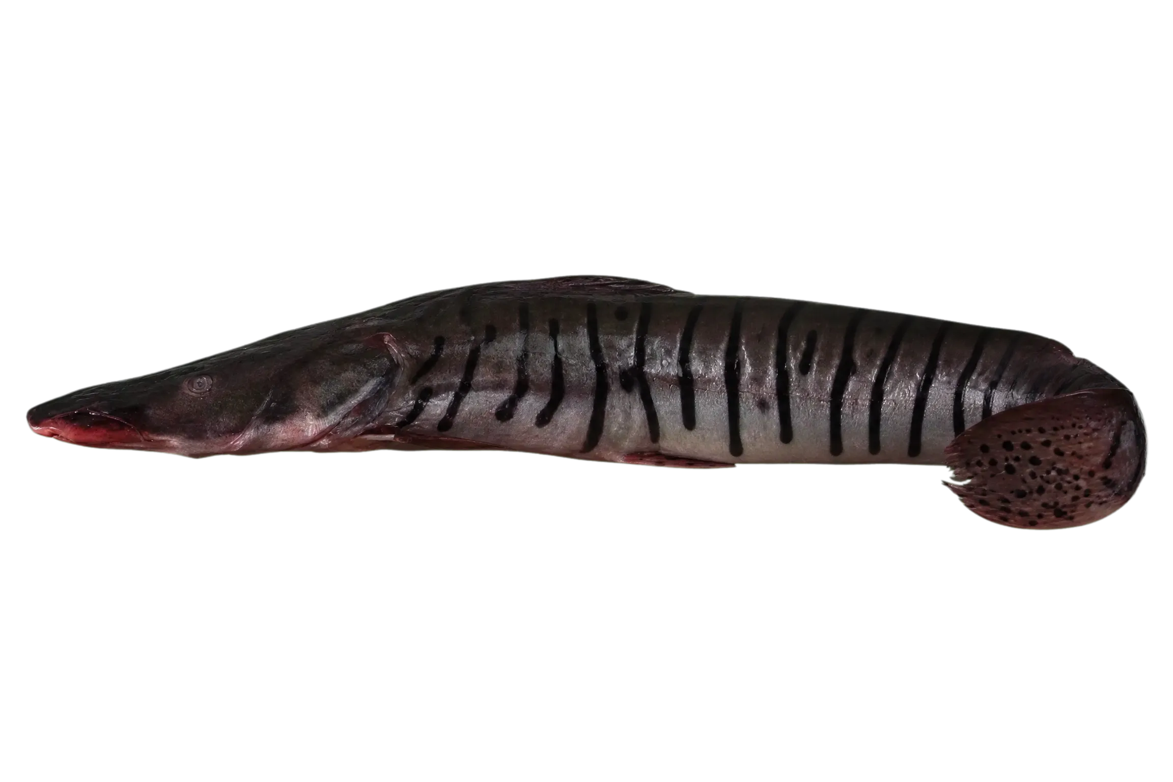 Orinoco Sorubim (Pseudoplatystoma orinocoense) specimen