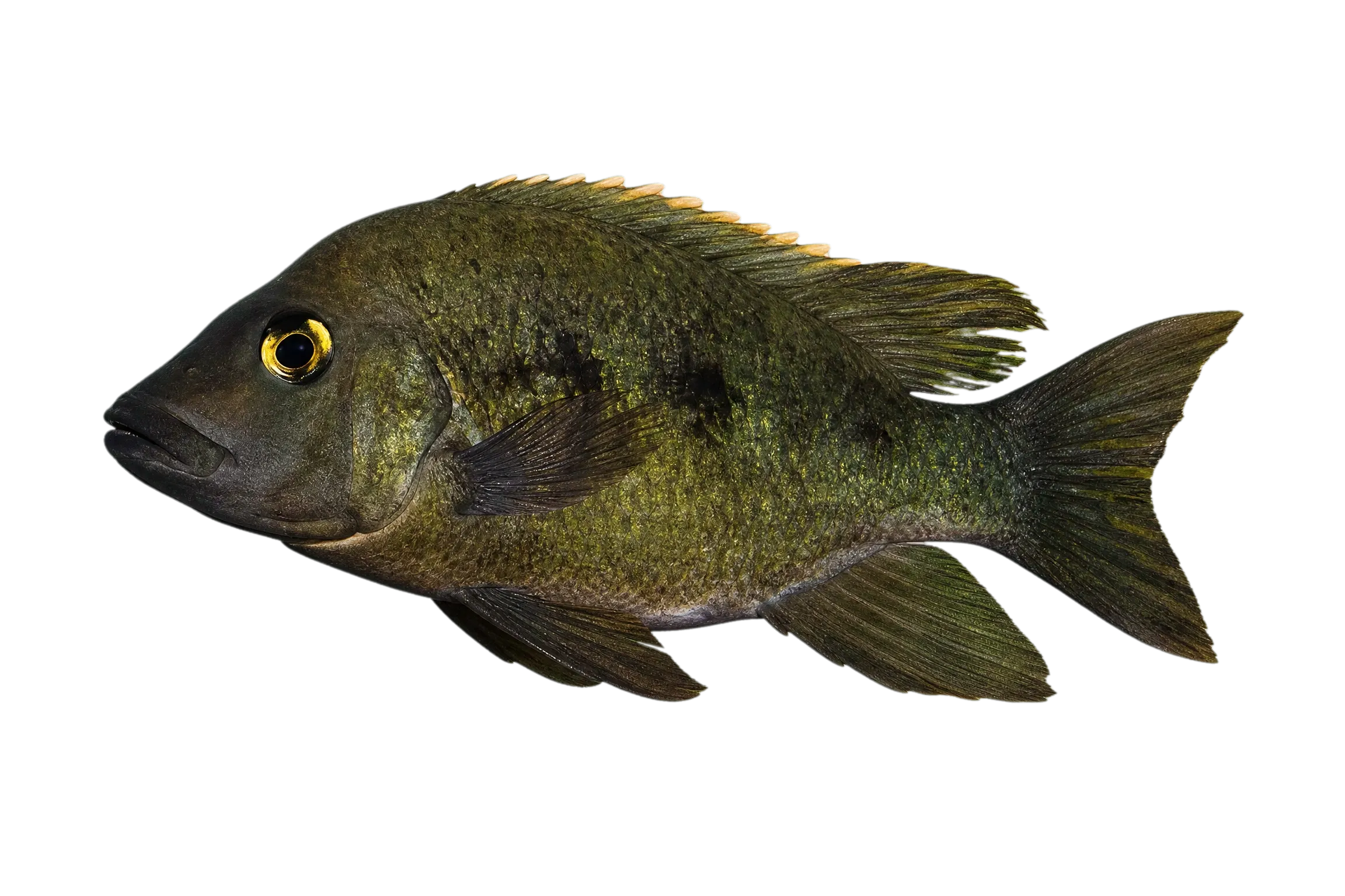 High-finned Madagascar cichlid (Ptychochromis grandidieri) specimen