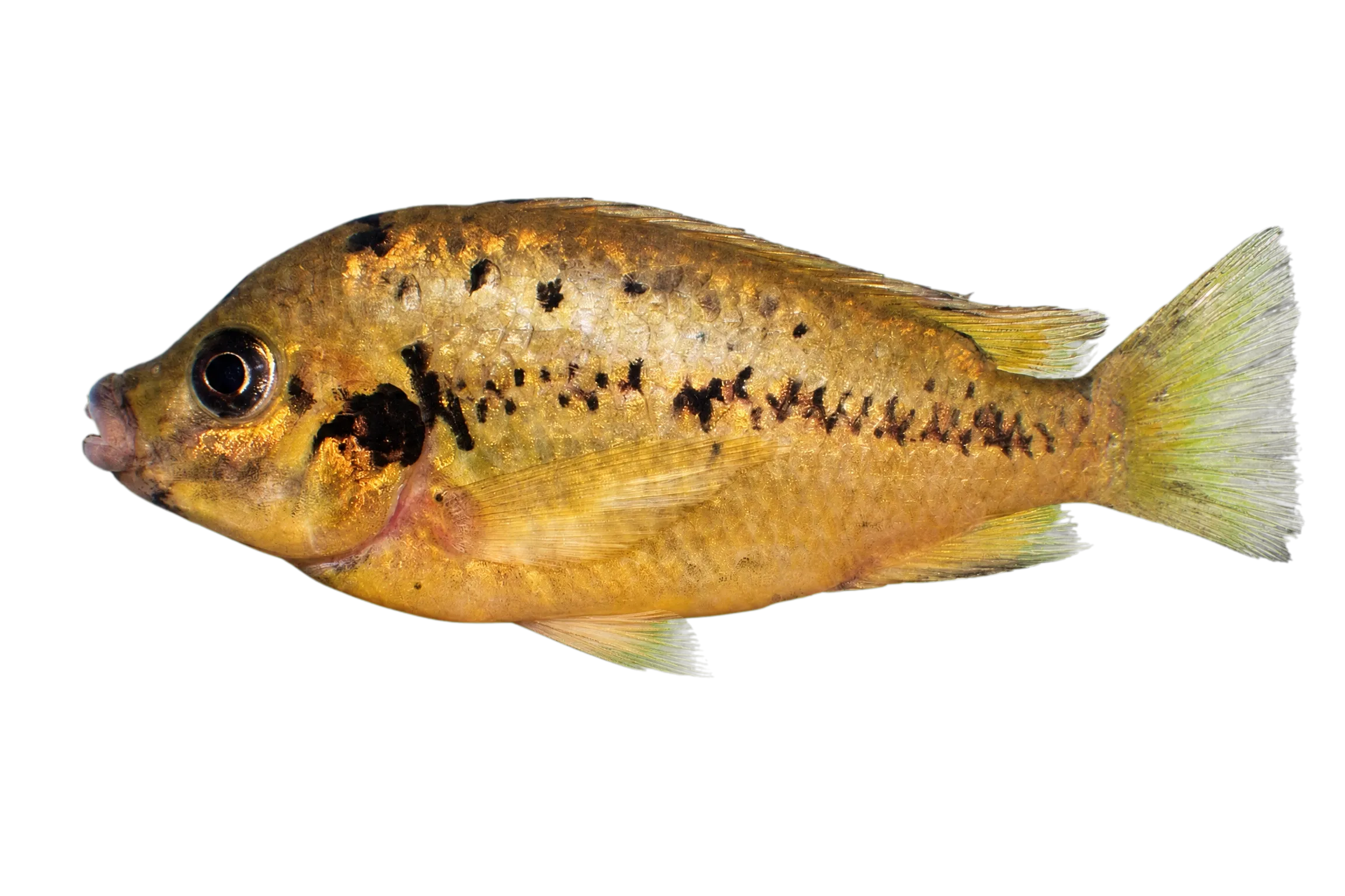 Pungu (Pungu maclareni) specimen