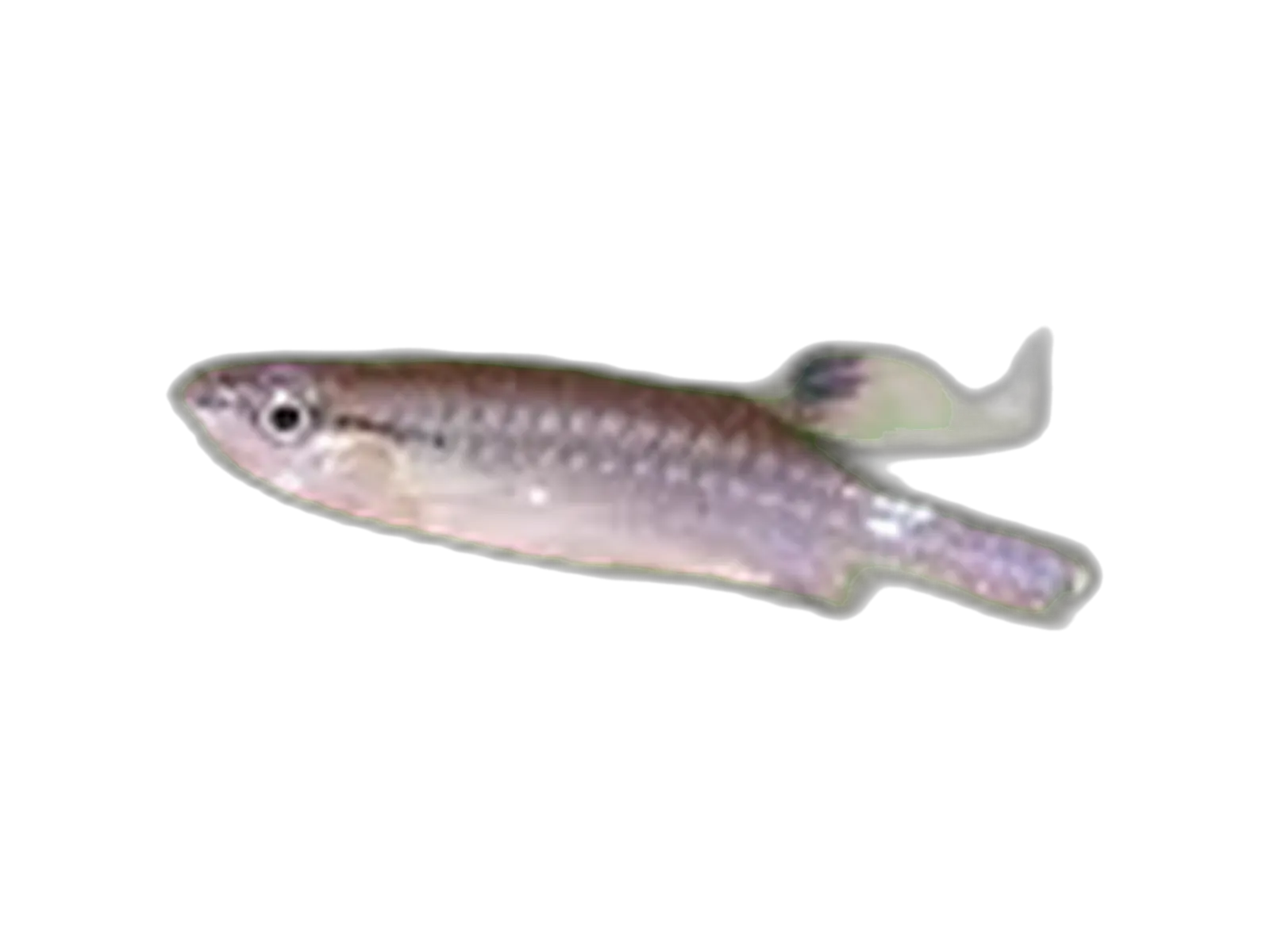 Halfbanded pyrrhulina (Pyrrhulina laeta) specimen