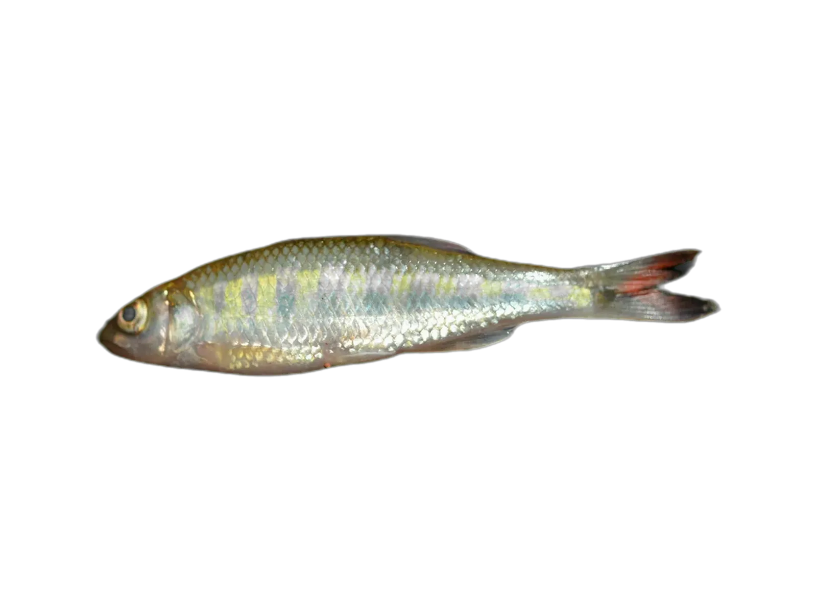Senegal minnow (Raiamas senegalensis) specimen