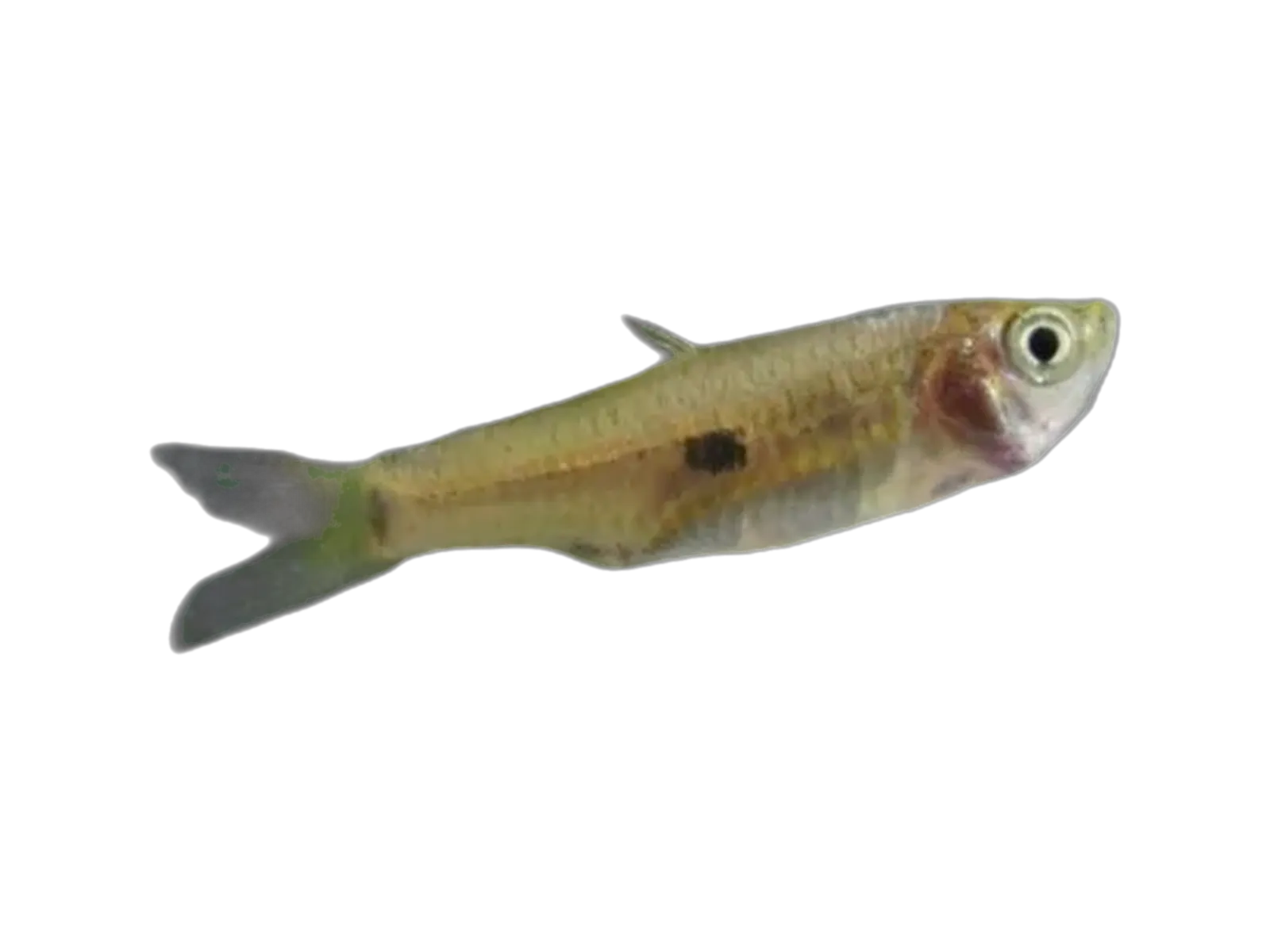 Twospot rasbora (Rasbora nematotaenia) specimen