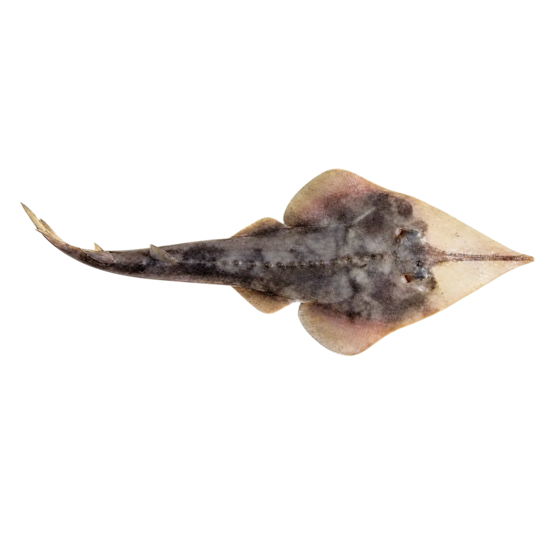 长犁头鳐（Rhinobatos holcorhynchus）标本