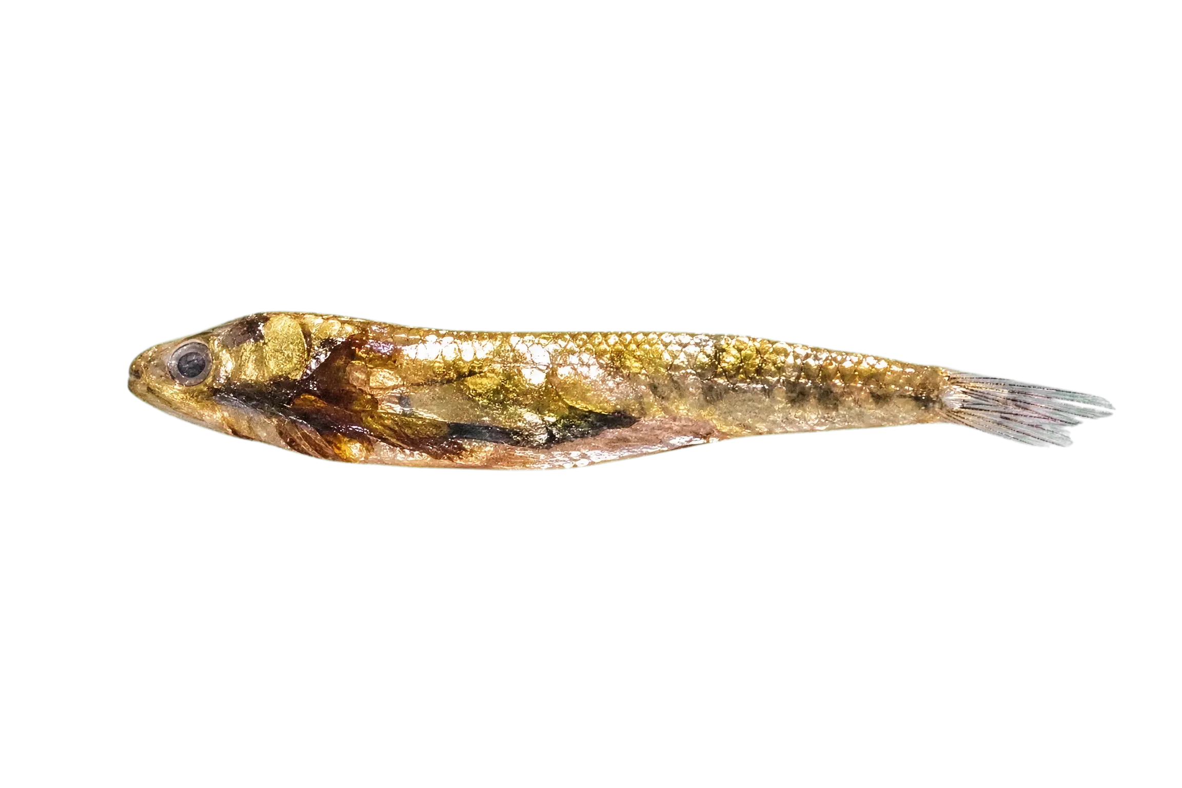 Clifford Pope's Goby (Rhinogobius cliffordpopei) specimen
