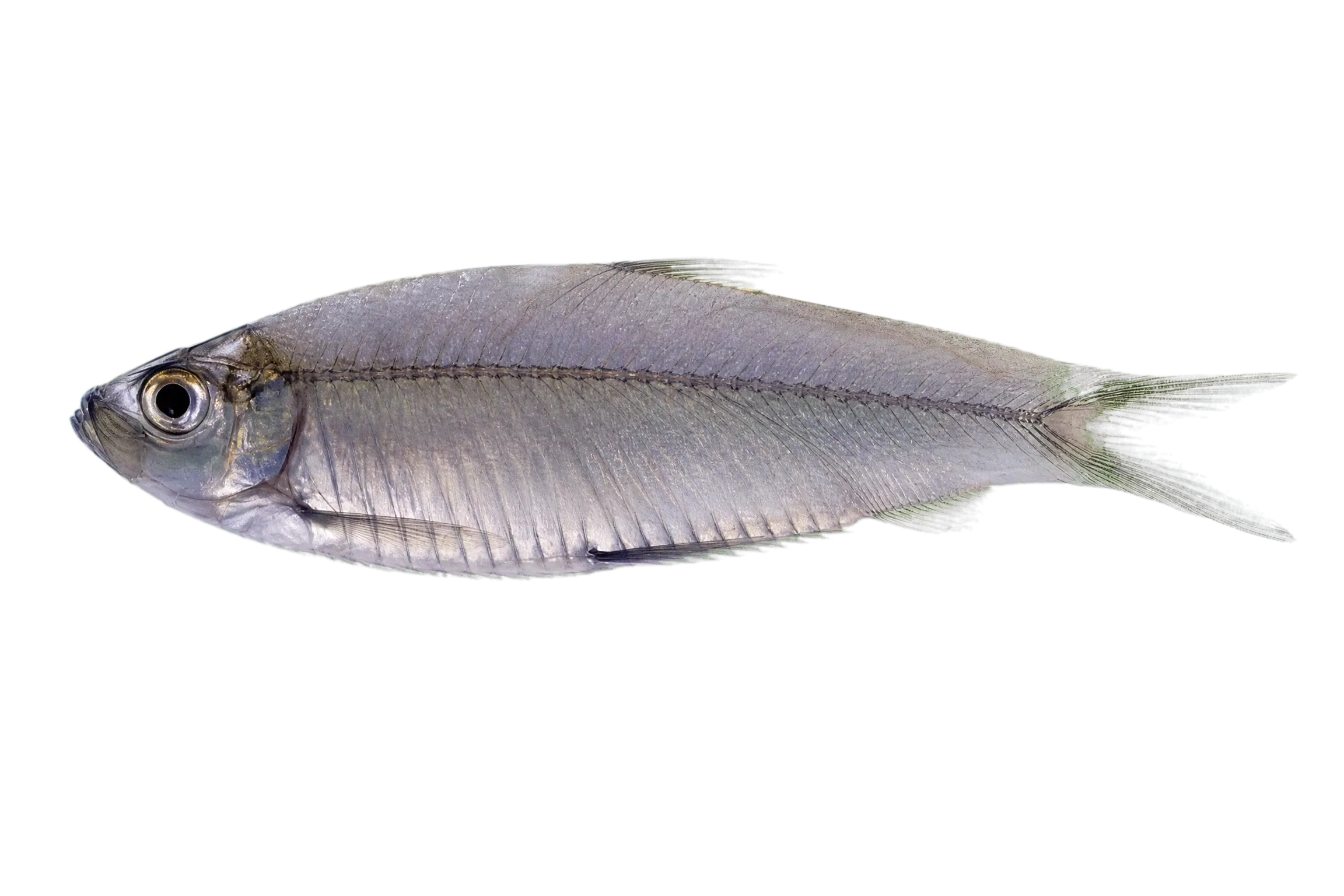 Amazon spinejaw sprat (Rhinosardinia amazonica) specimen