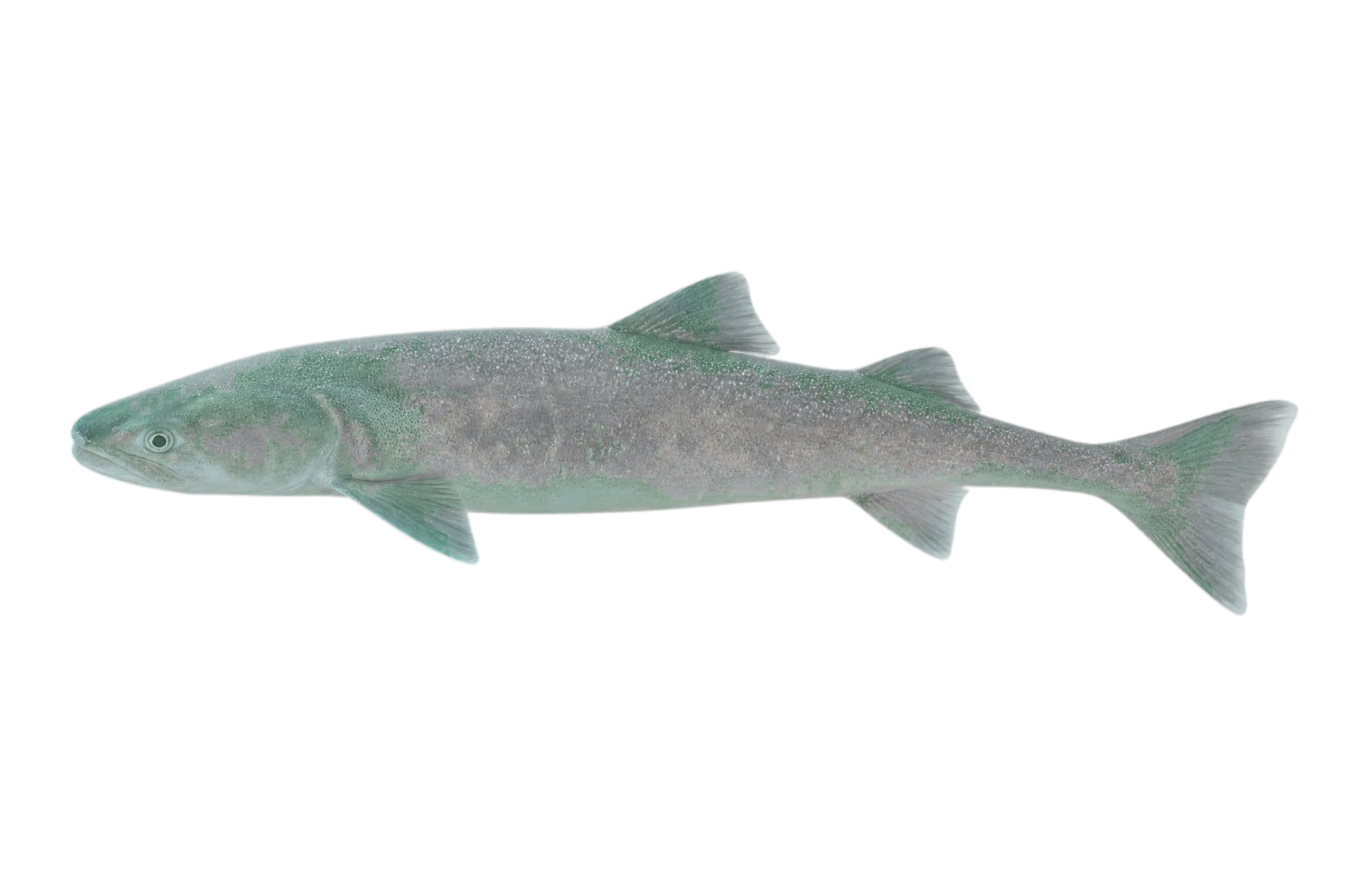 spotfin croaker (Roncador stearnsii) specimen