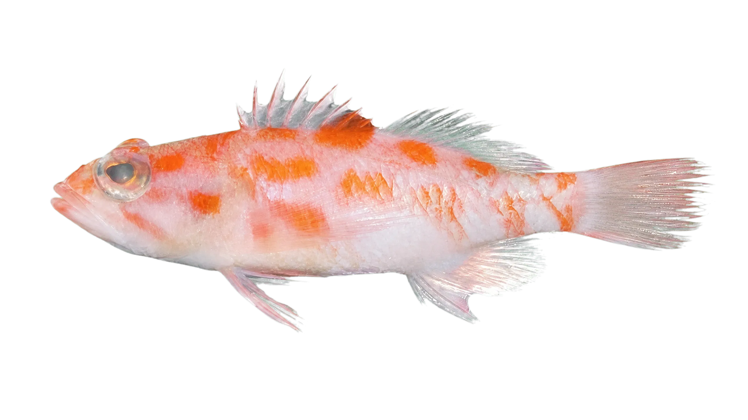 Sayonara elongata (Sayonara elongata) specimen