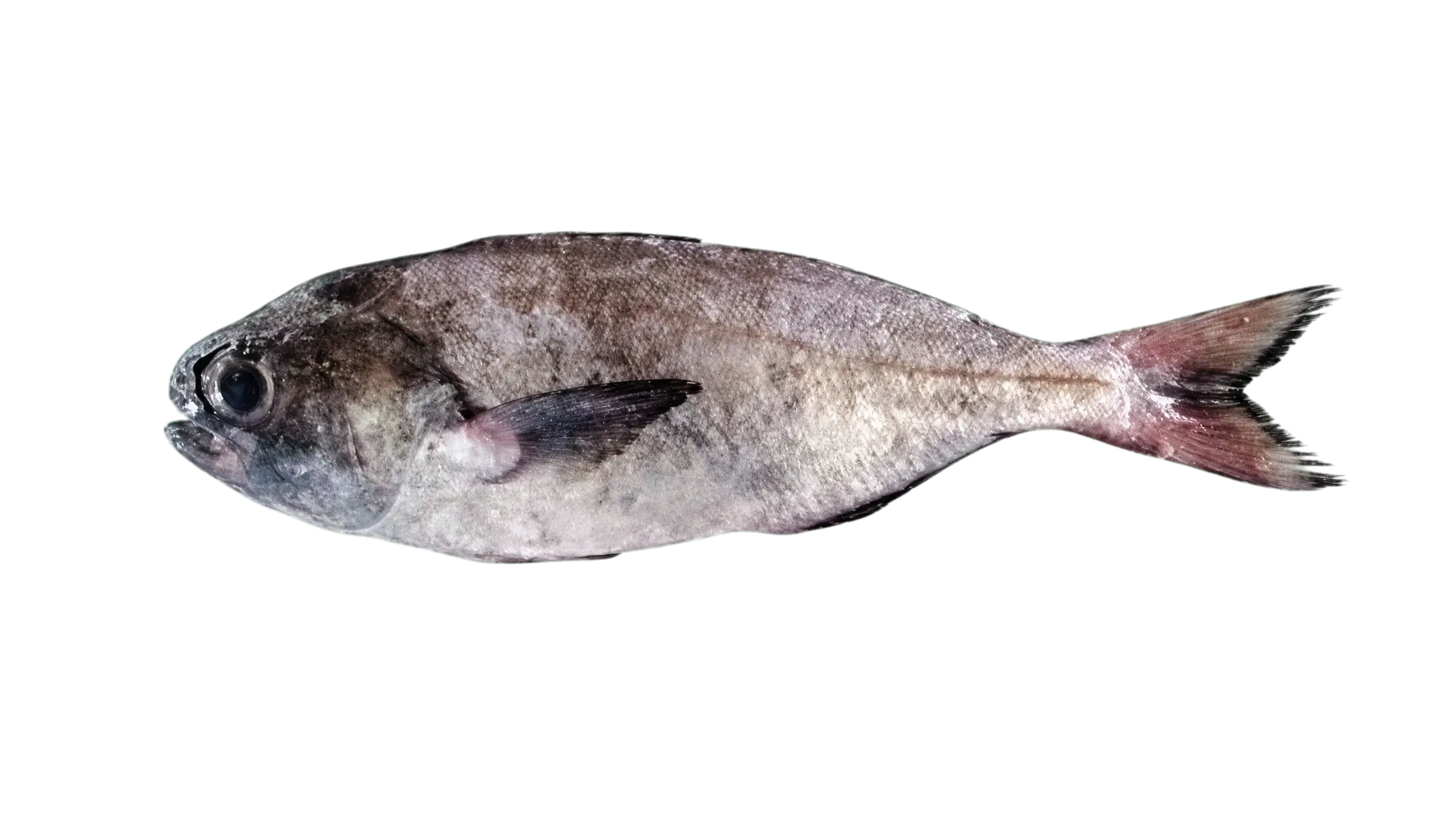 Mocosa ruff (Schedophilus haedrichi) specimen