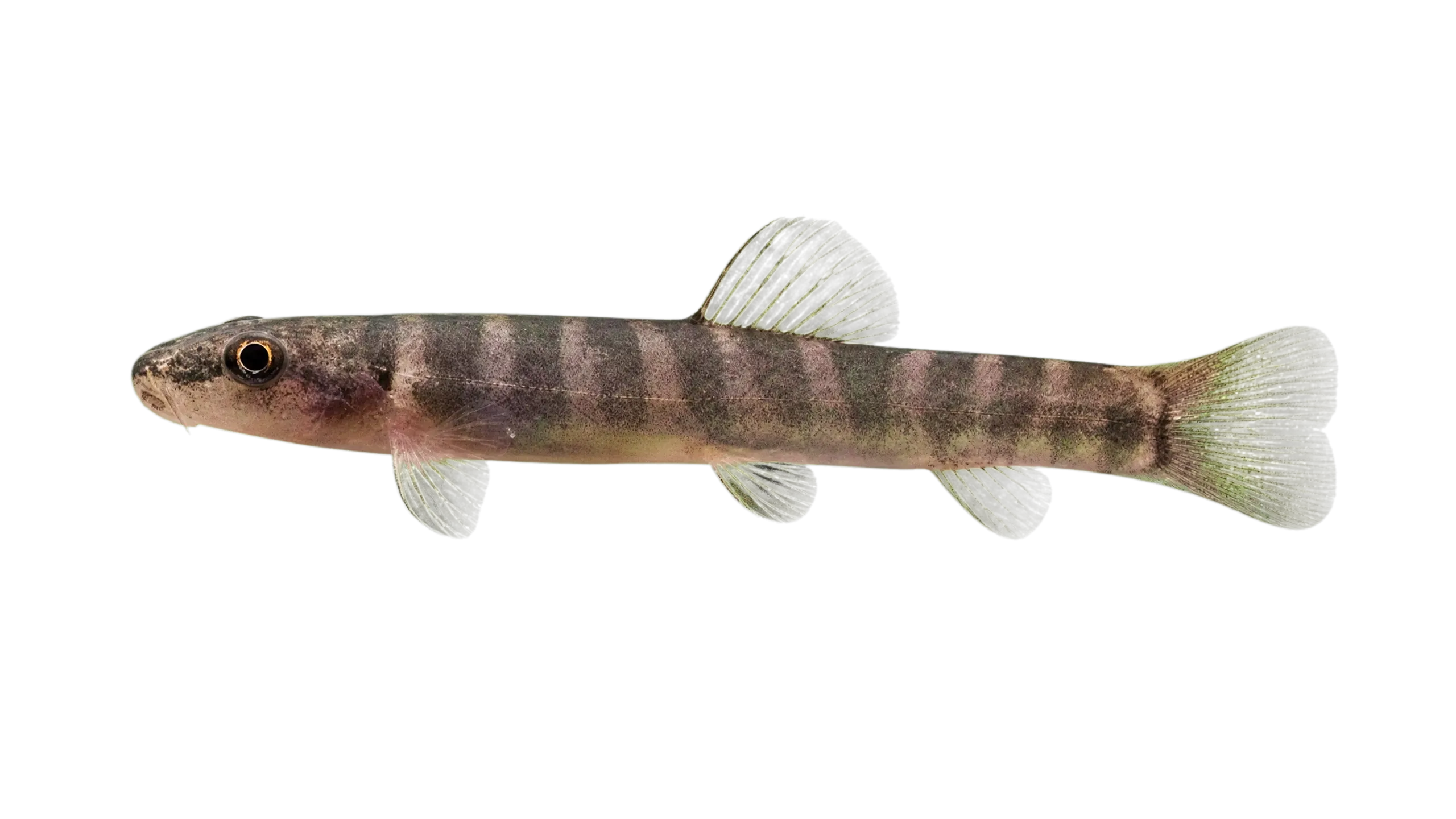 Schistura dubia (Schistura dubia) specimen