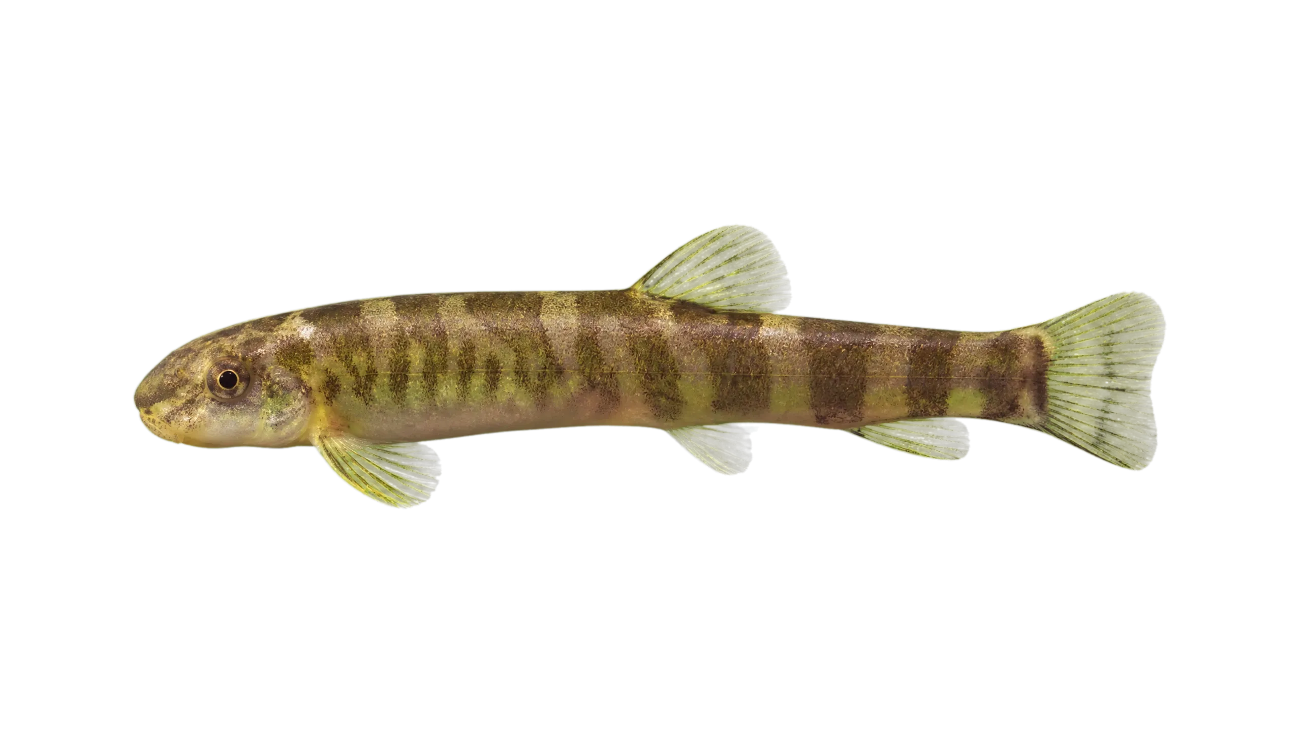 Schistura poculi (Schistura poculi) specimen
