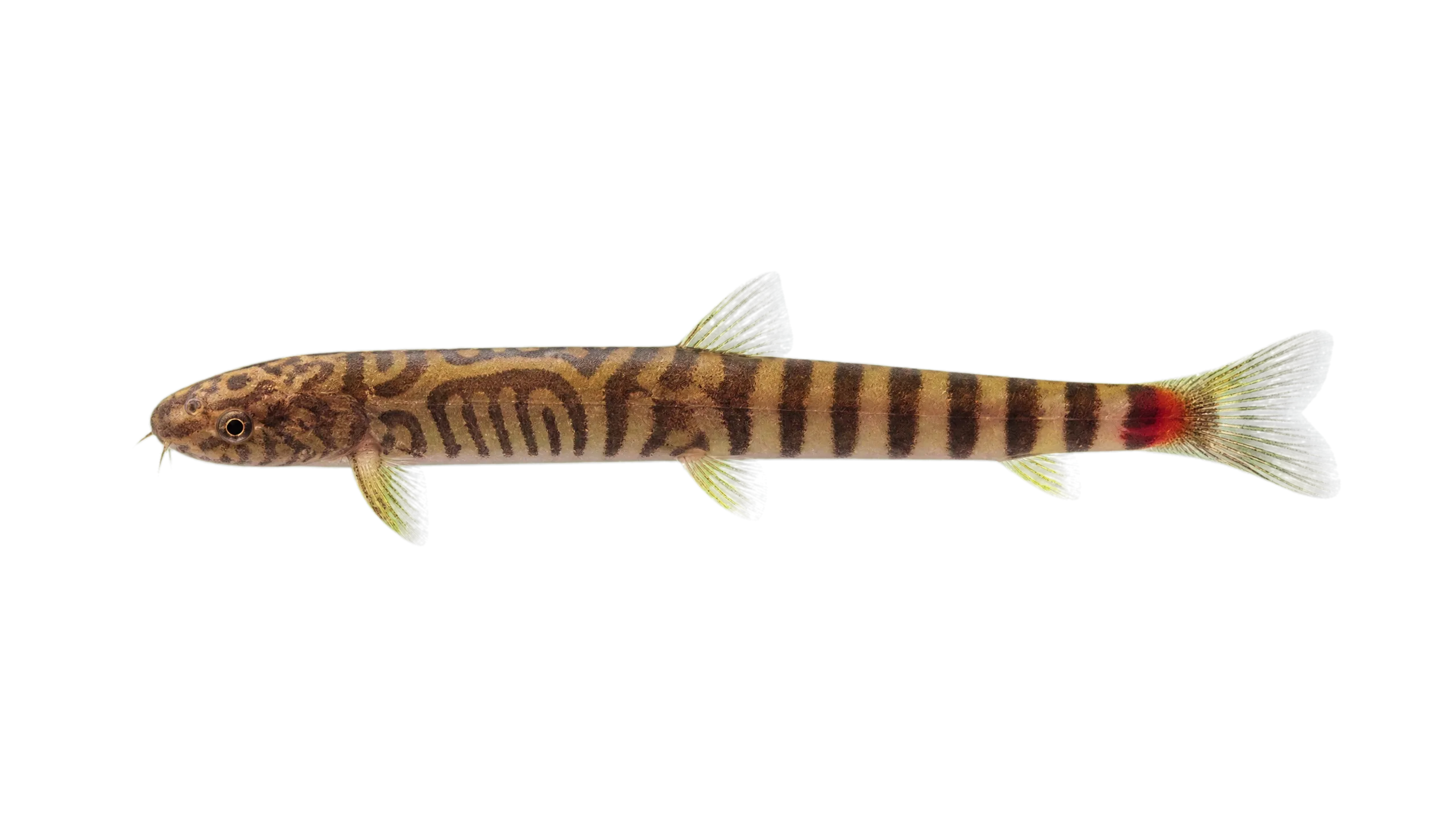 Schistura polytaenia (Schistura polytaenia) specimen