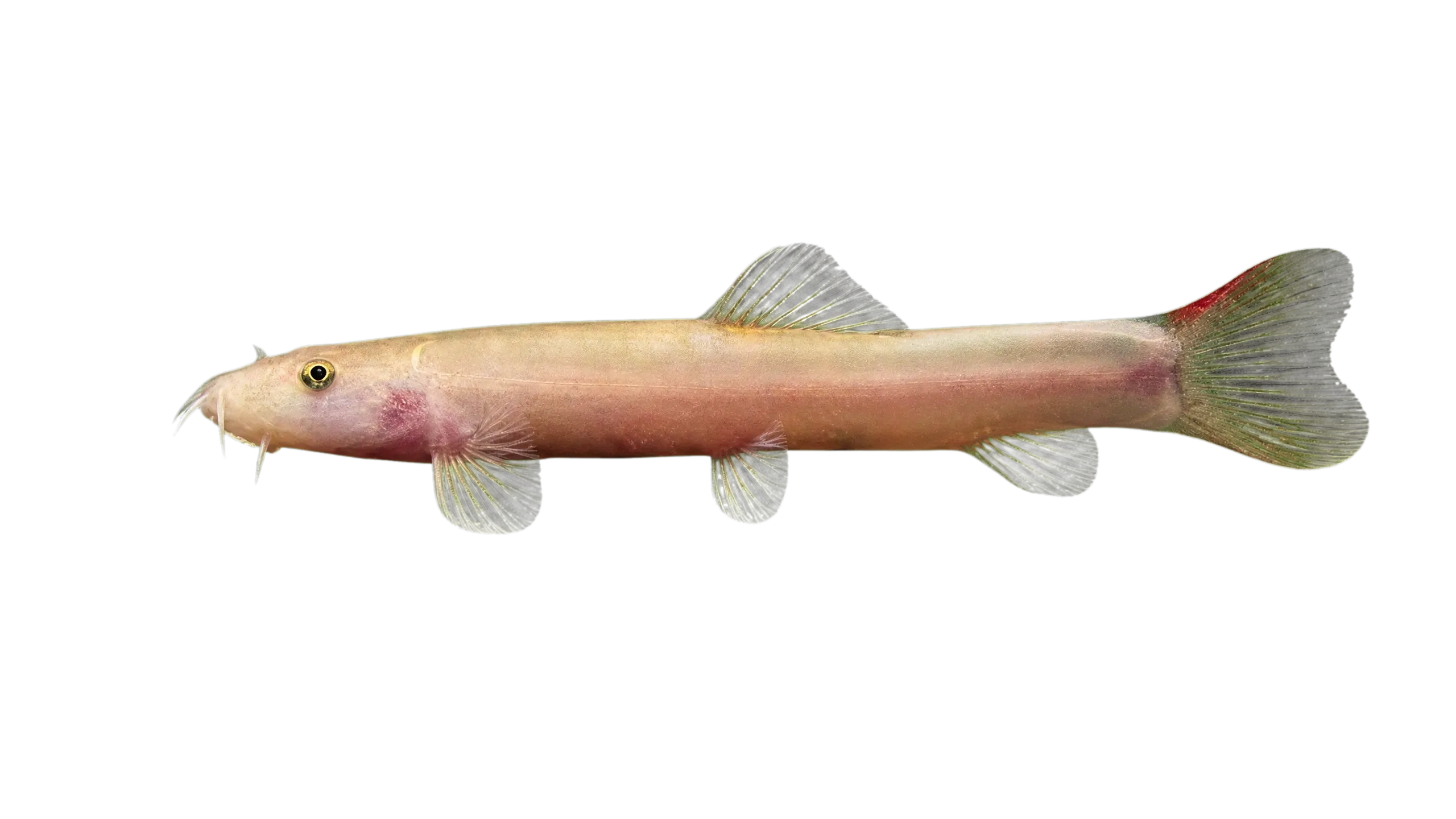 Schistura reidi (Schistura reidi) specimen