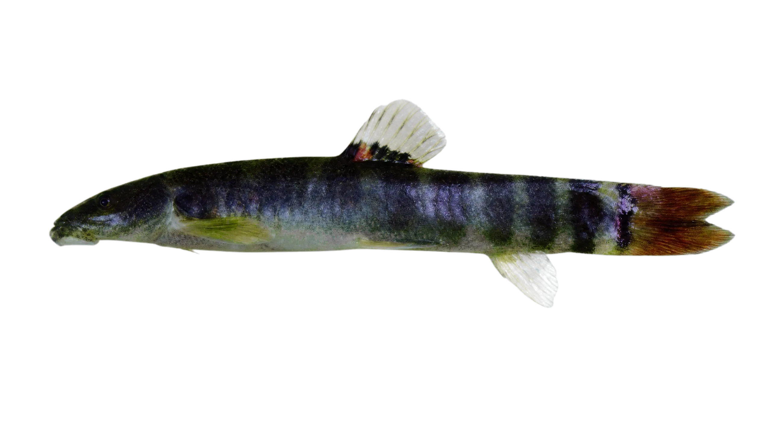 Schistura spiloptera (Schistura spiloptera) specimen