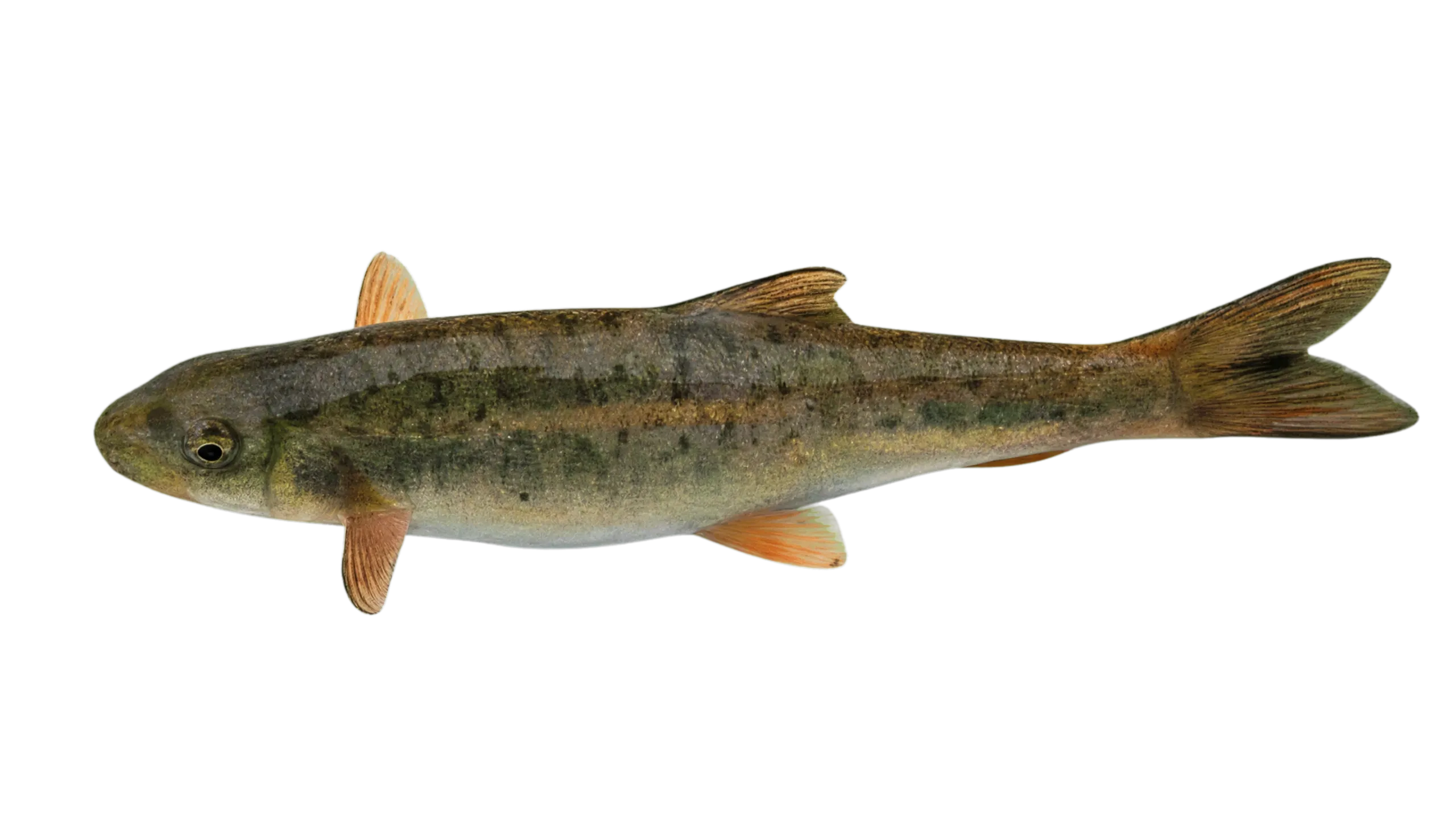 Nepalese snowtrout (Schizothorax macrophthalmus) specimen