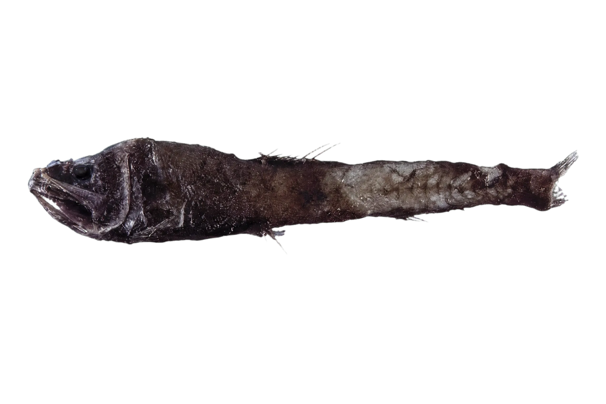 Pacific blackchin (Scopelengys tristis) specimen