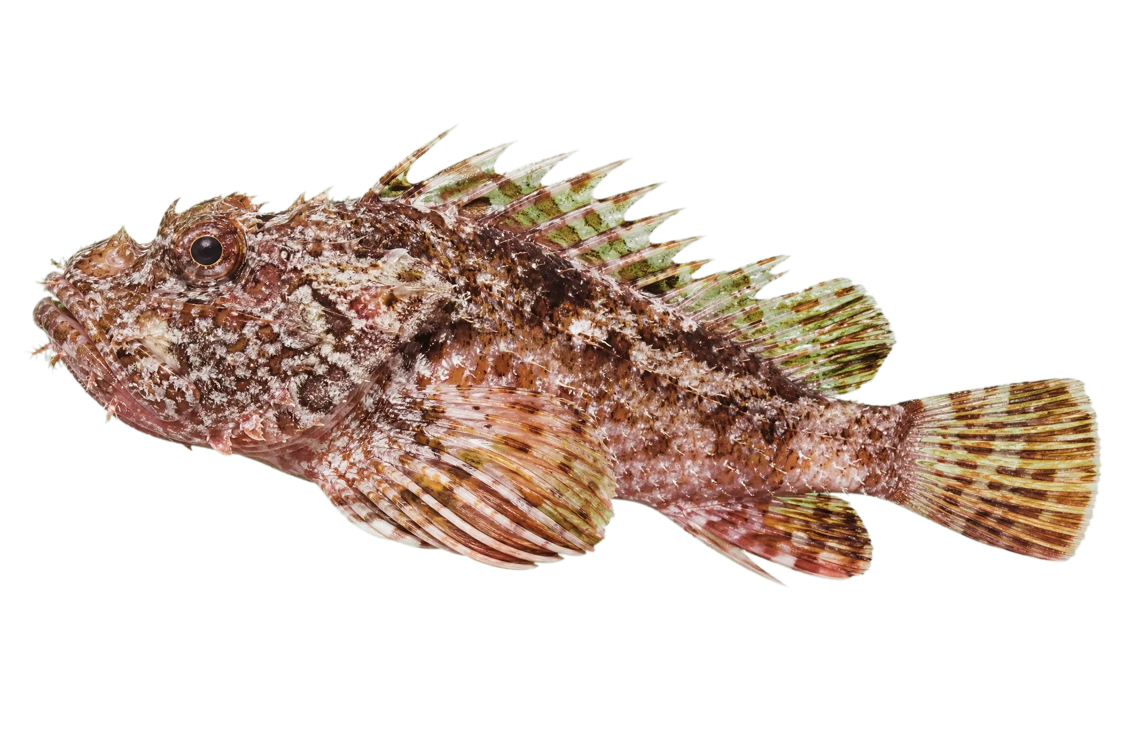 伊豆鮋（Scorpaena izensis）标本
