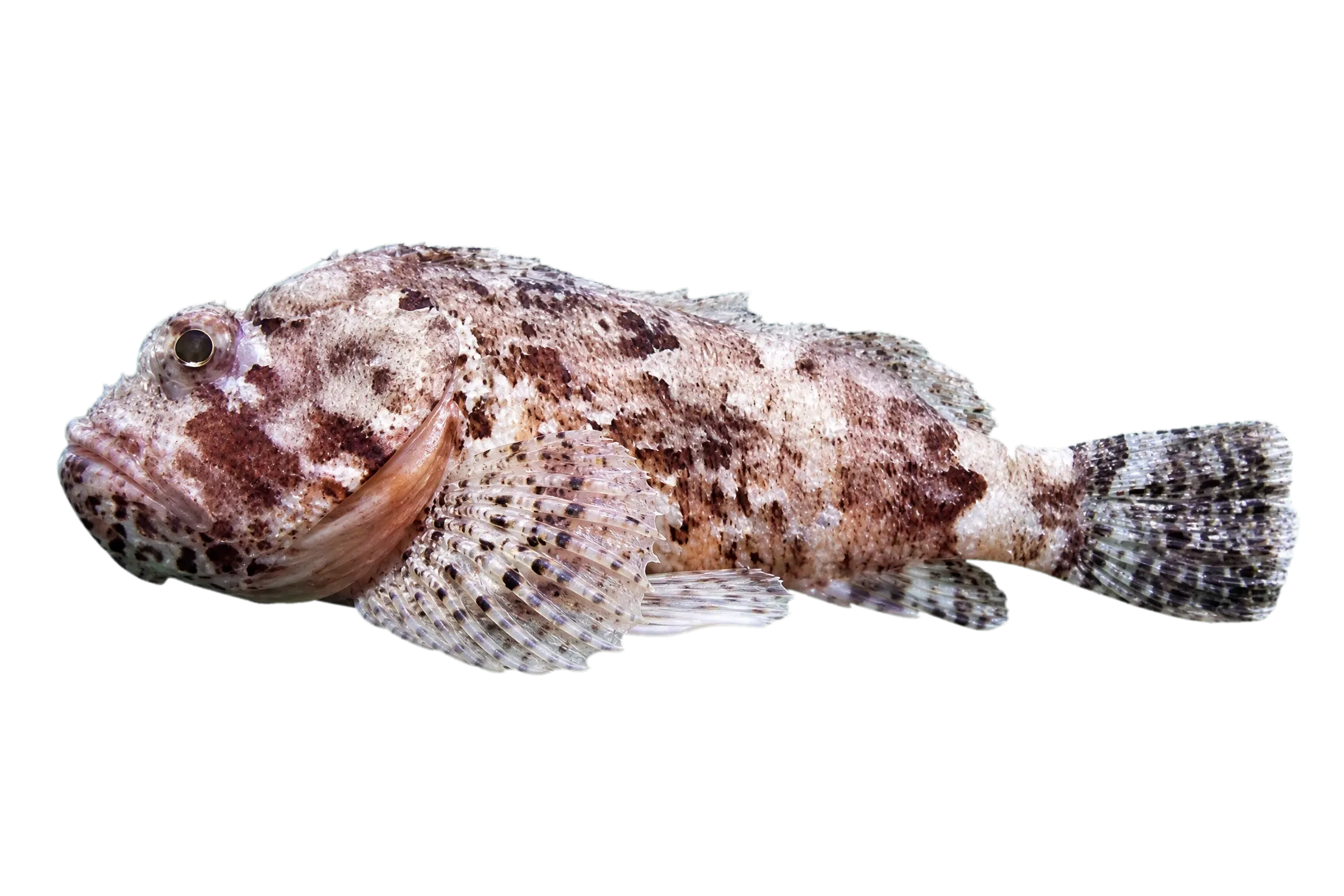 Western red scorpionfish (Scorpaena sumptuosa) specimen