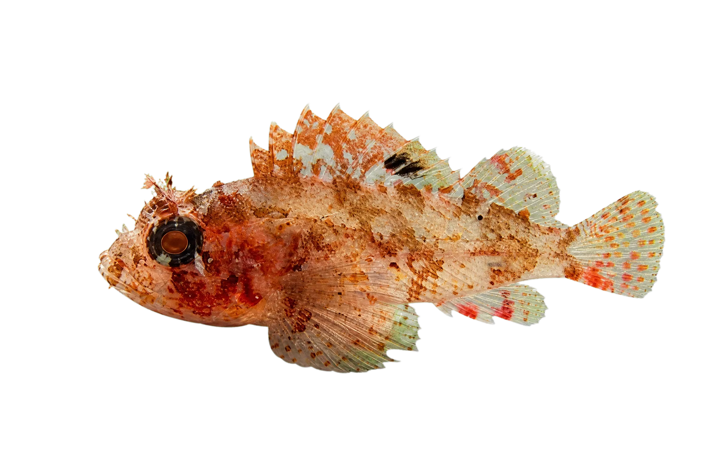 Scorpaena vesperalis (Scorpaena vesperalis) specimen