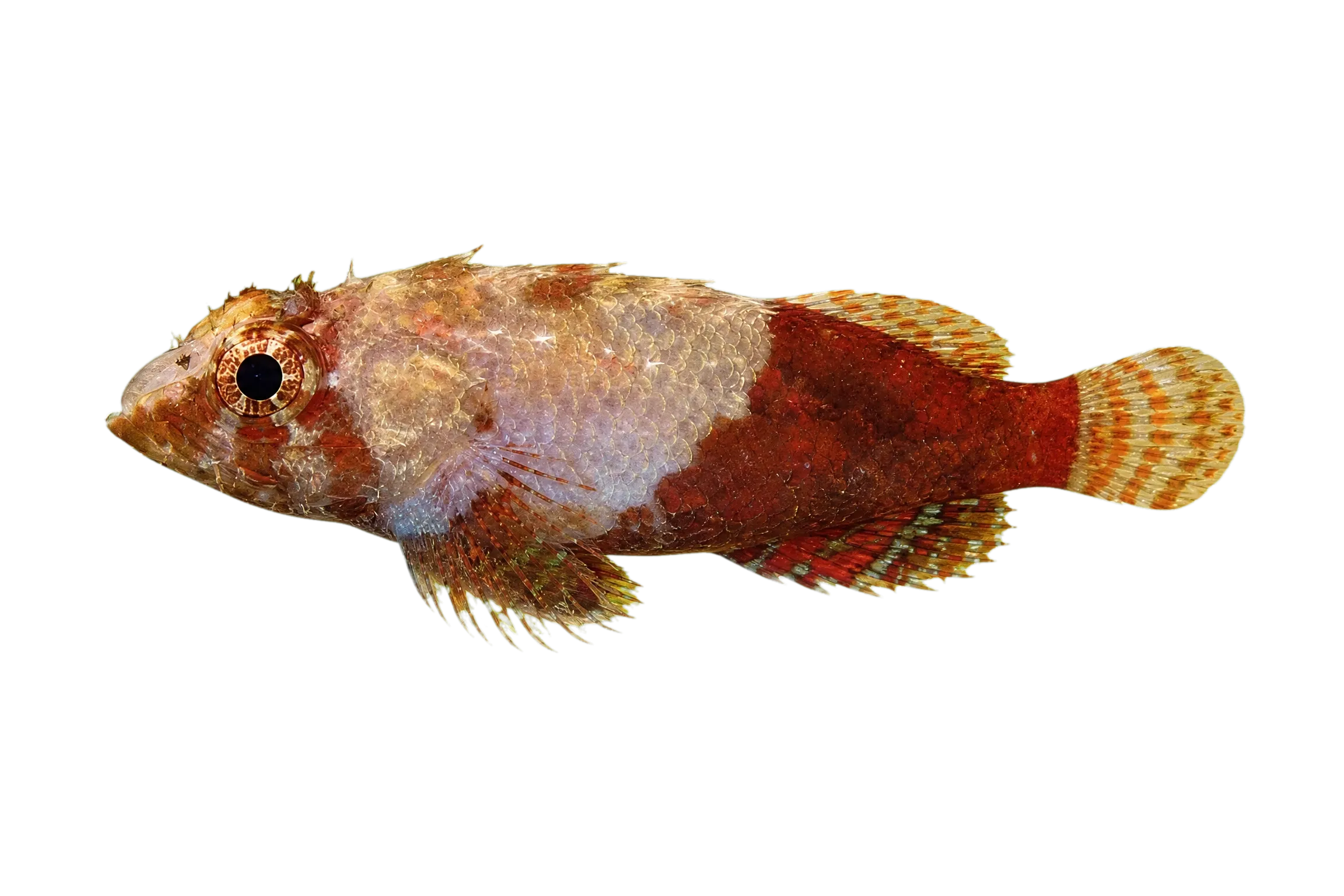 Guam scorpionfish (Scorpaenodes guamensis) specimen
