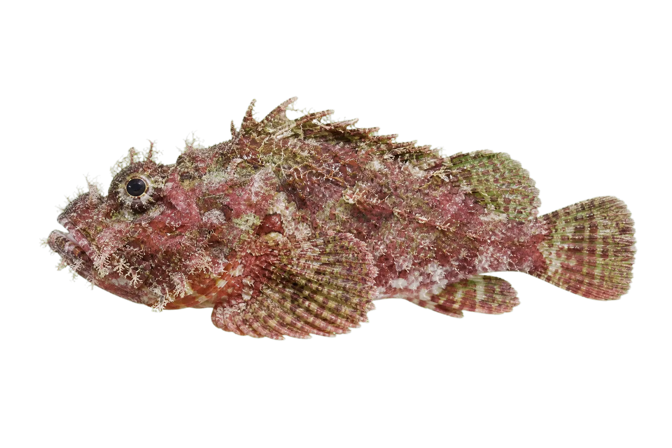 hairy scorpionfish (Scorpaenodes hirsutus) specimen