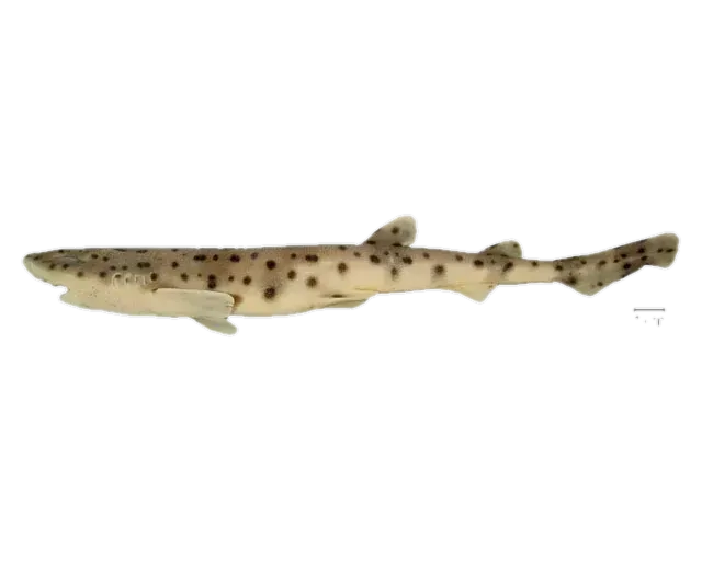 Freckled catshark (Scyliorhinus haeckelii) specimen