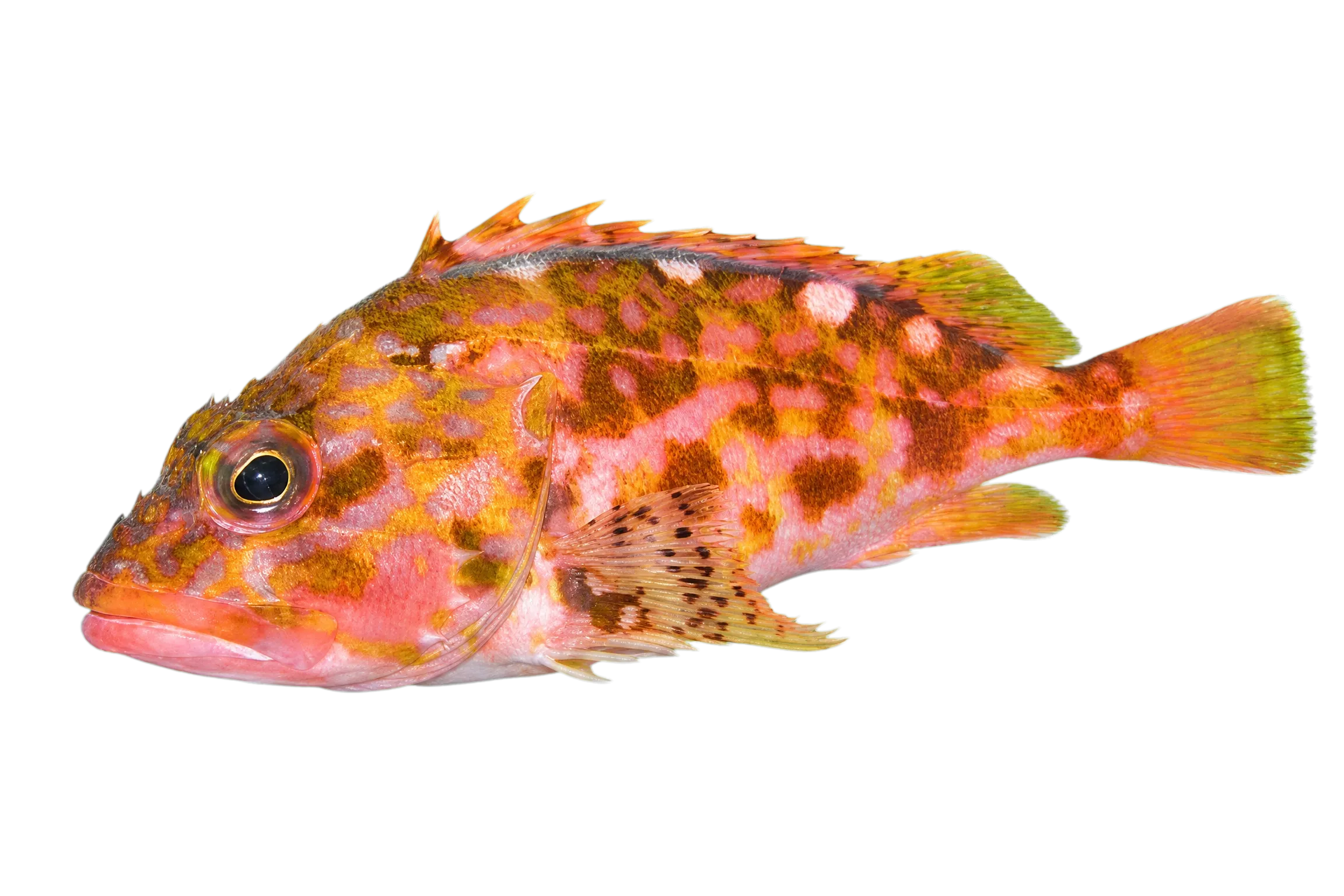 Yellowbarred red rockfish (Sebastiscus albofasciatus) specimen