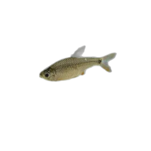 琵琶鋸翼脂鯉（Serrapinnus piaba）标本
