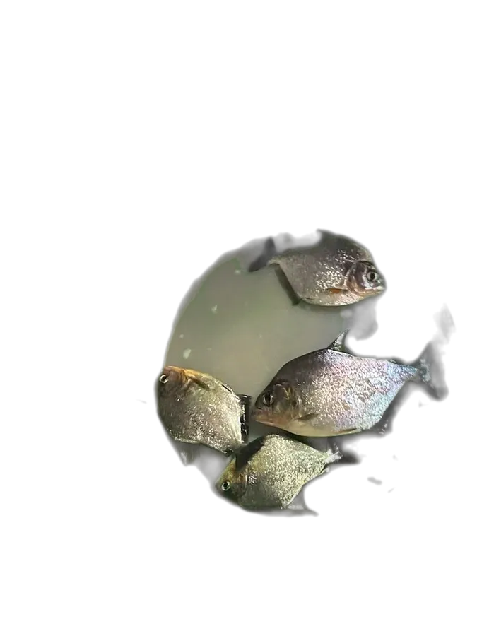 Dark Dusky Piranha (Serrasalmus nigricans) specimen