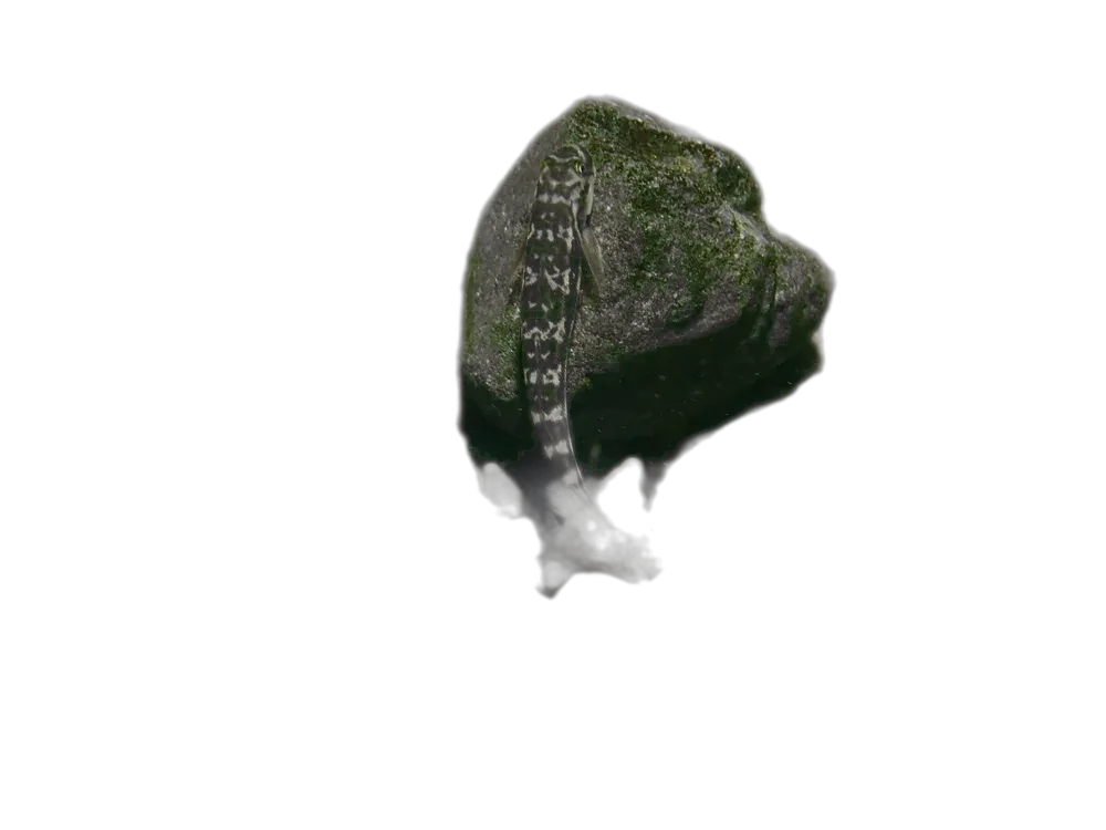 萨氏瓢鰕虎鱼（Sicydium salvini）标本