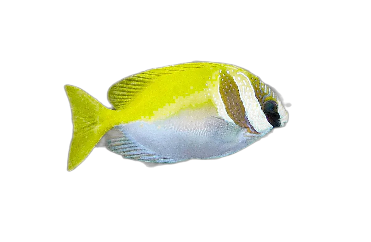 Barhead spinefoot (Siganus virgatus) specimen