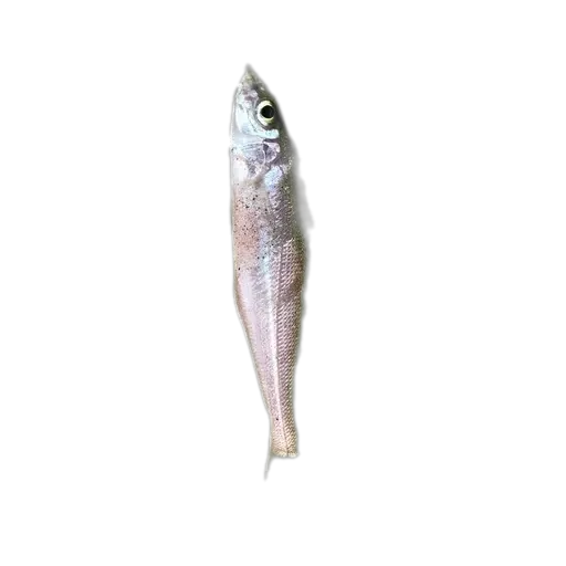 Southern school whiting (Sillago bassensis) specimen
