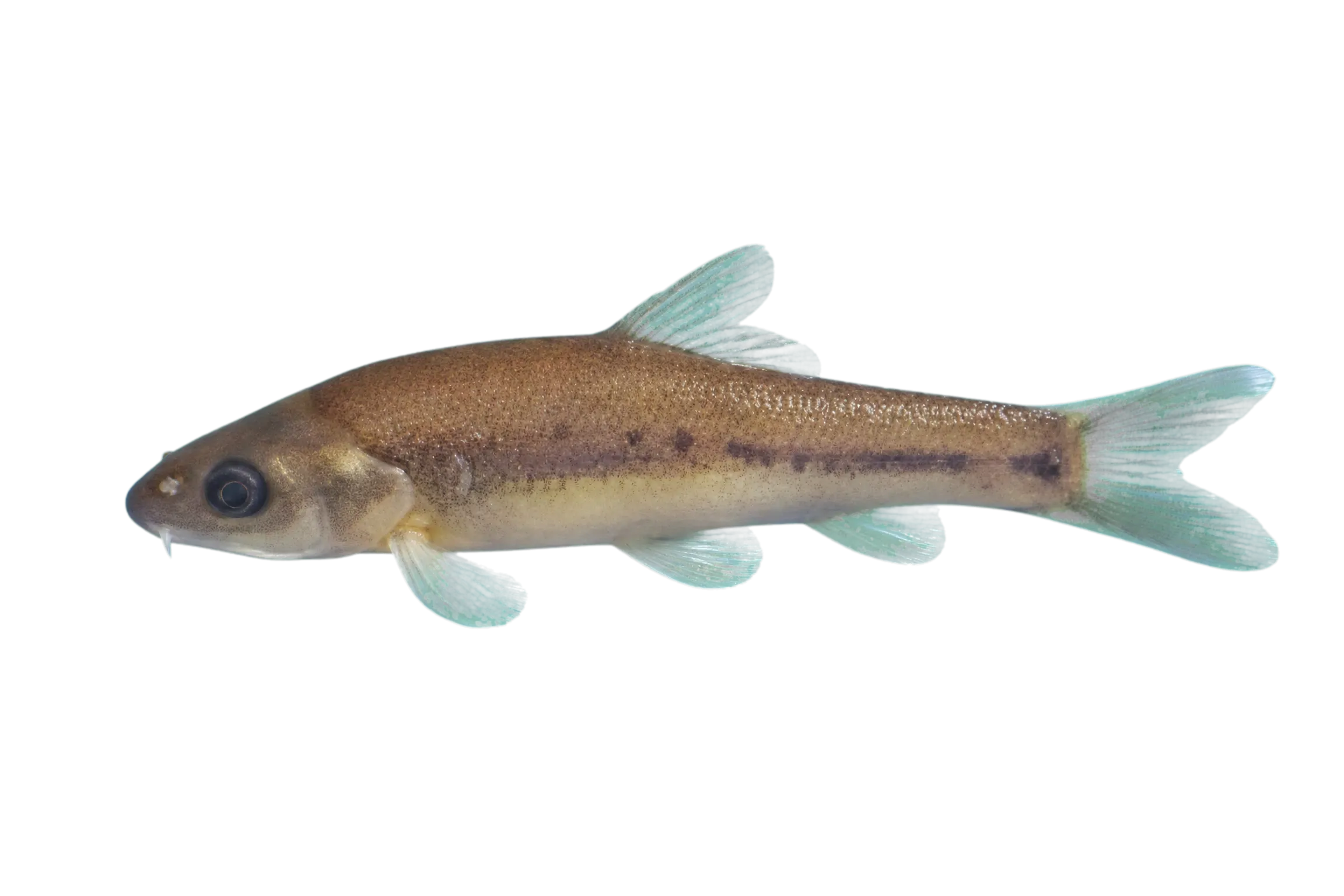 大鳞金线鲃（Sinocyclocheilus macrolepis）标本