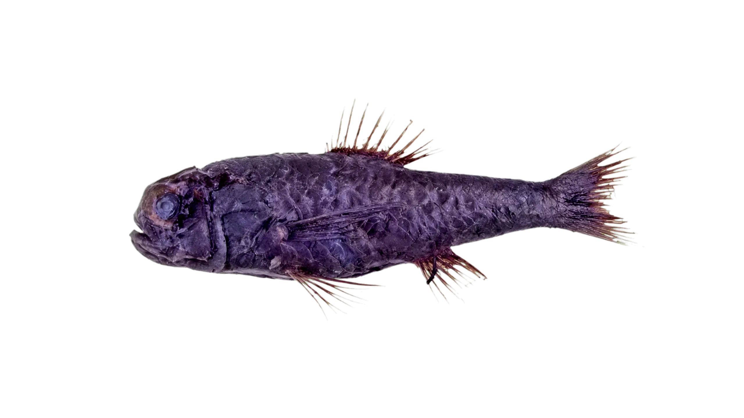 Nordenskjold's bigscale (Sio nordenskjoldii) specimen