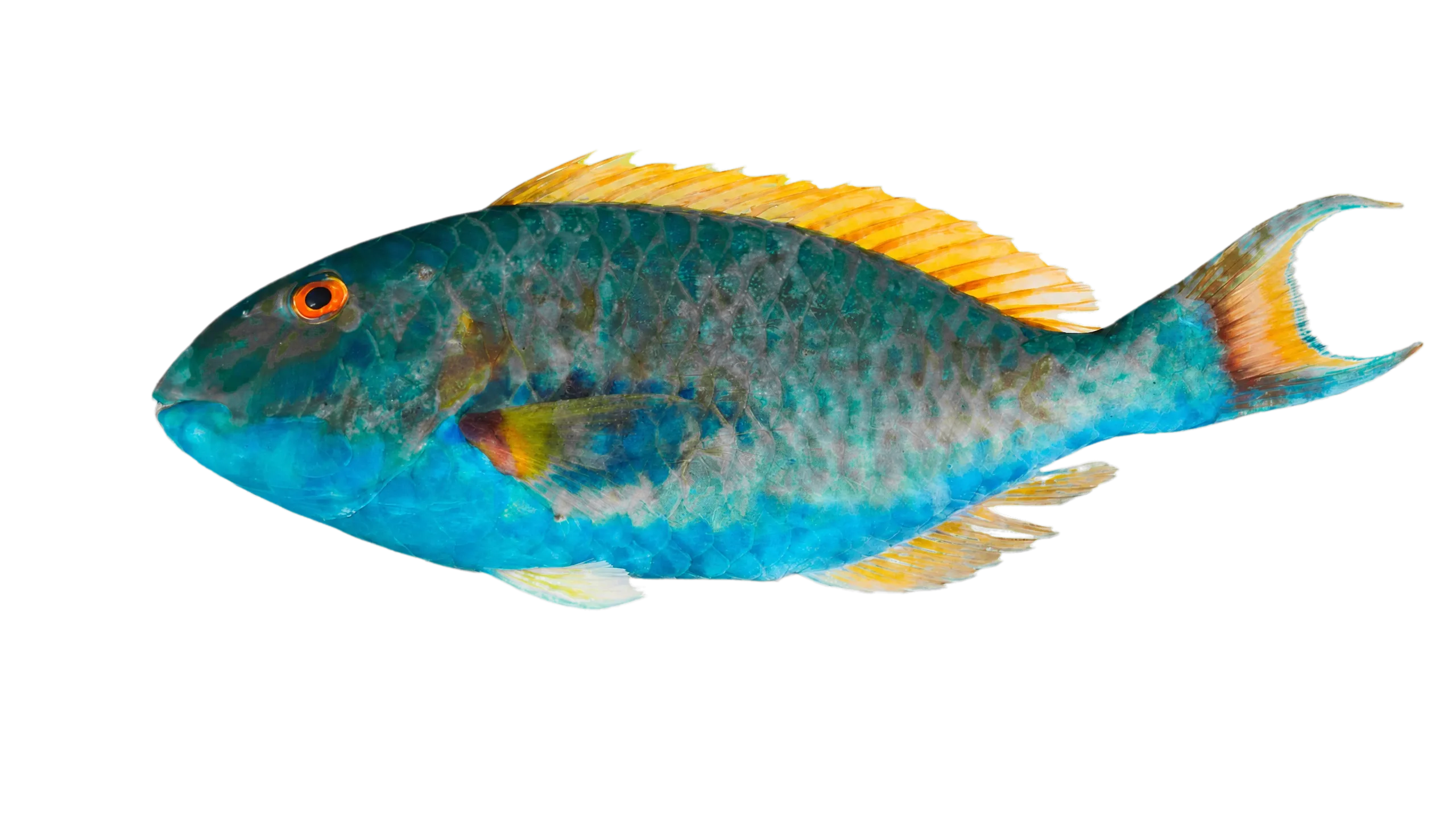 redtail parrotfish (Sparisoma chrysopterum) specimen