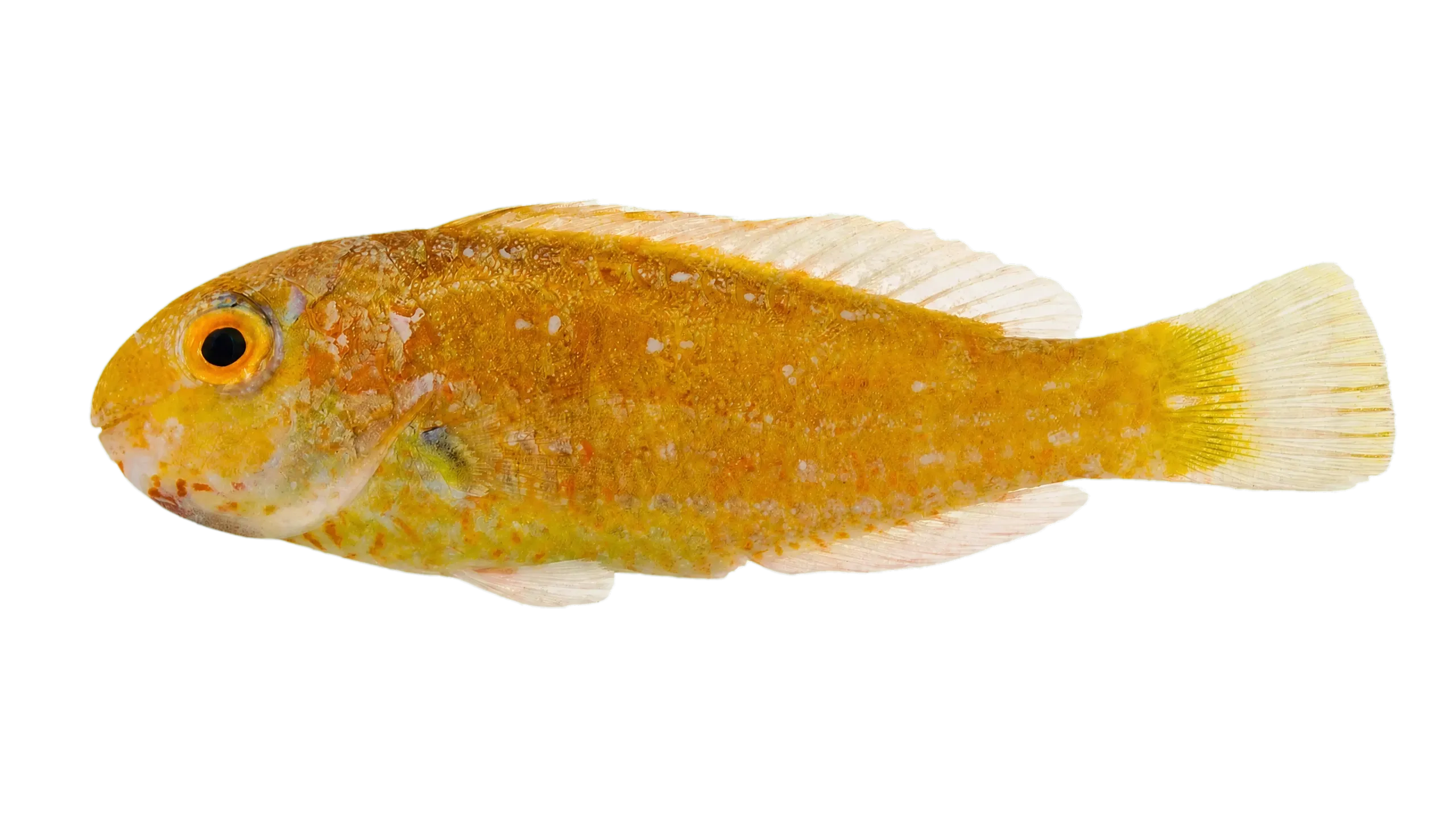 bucktooth parrotfish (Sparisoma radians) specimen