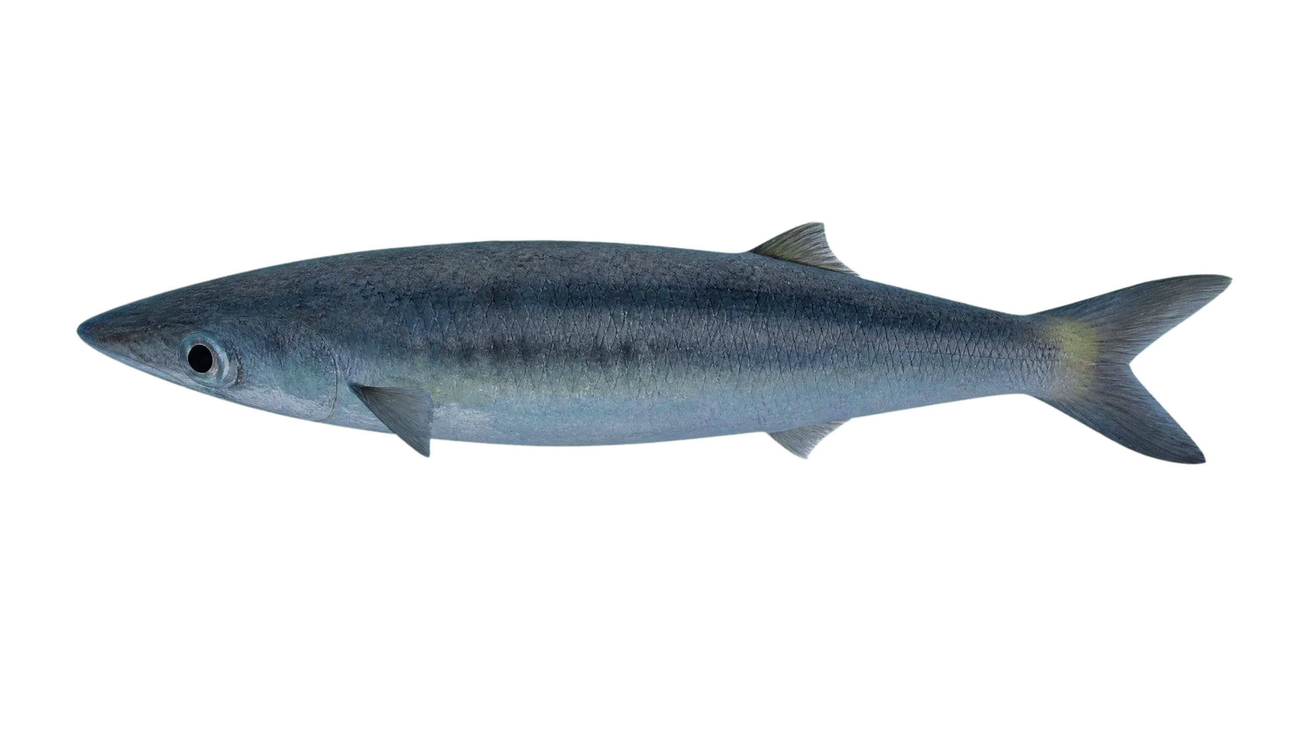 Yellowstripe barracuda (Sphyraena chrysotaenia) specimen