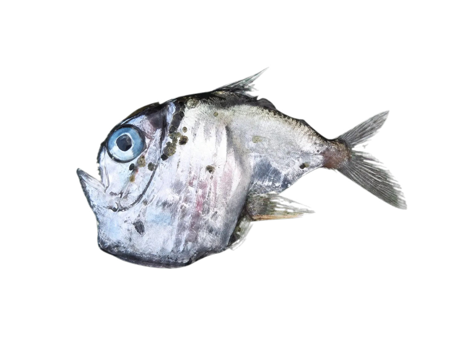 Diaphanous hatchet fish (Sternoptyx diaphana) specimen