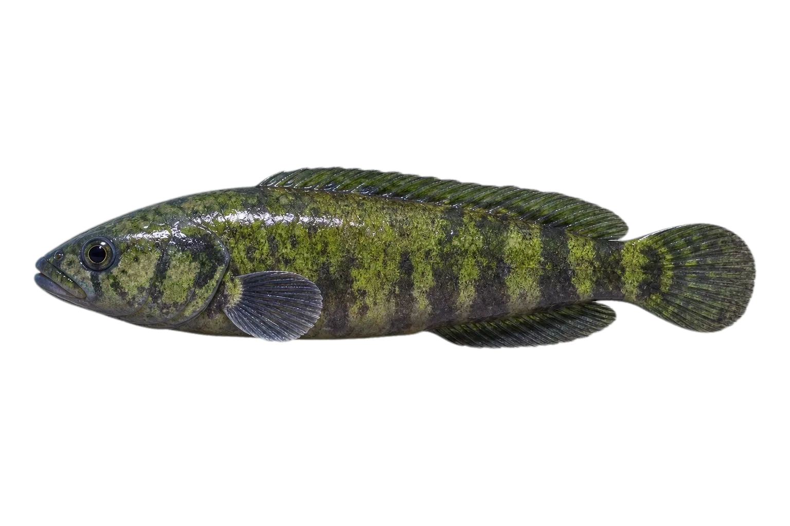 Network prickleback (Stichaeopsis nana) specimen
