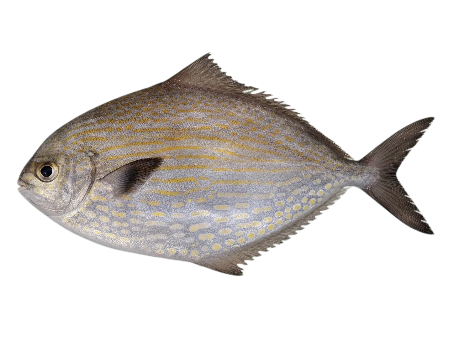 pomfret (Stromateus fiatola) specimen