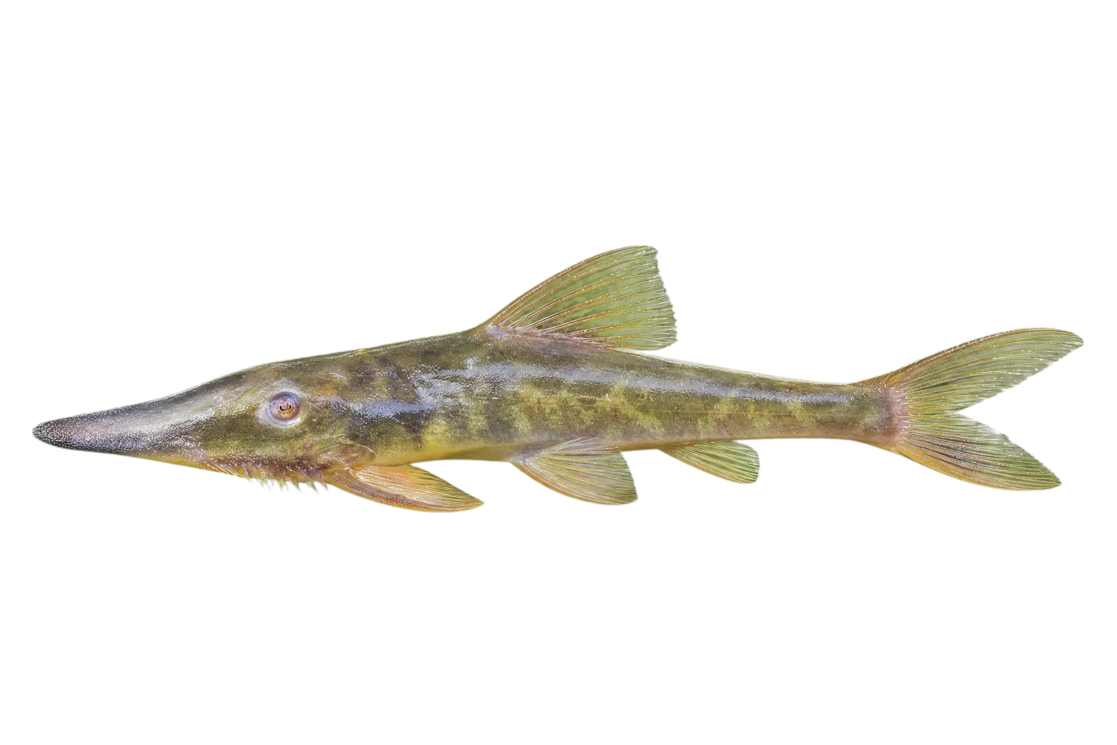Sturisoma tenuirostre (Sturisoma tenuirostre) specimen