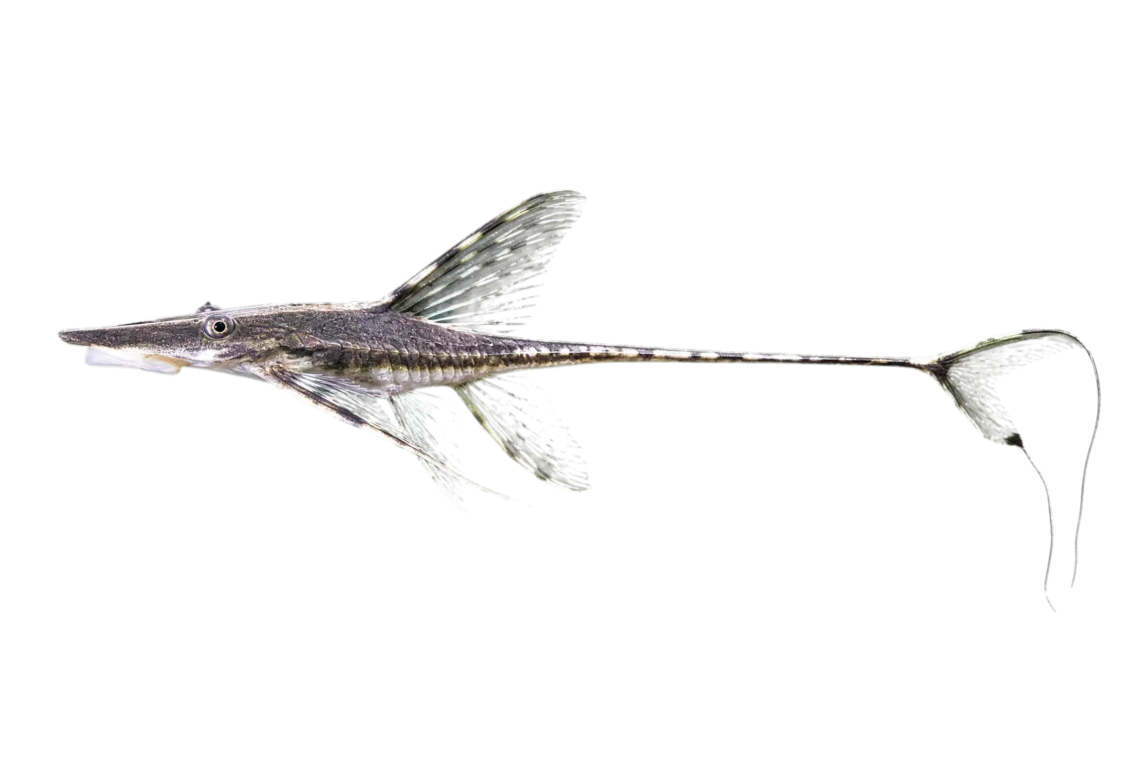 Sturisomatichthys aureum (Sturisomatichthys aureum) specimen