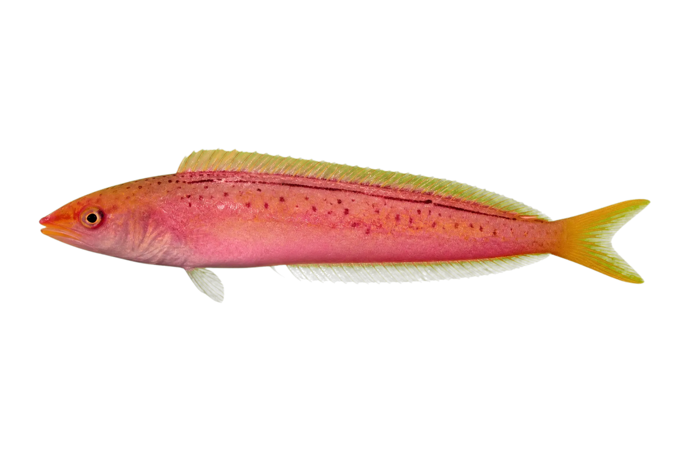 Striped trawl wrasse (Suezichthys bifurcatus) specimen