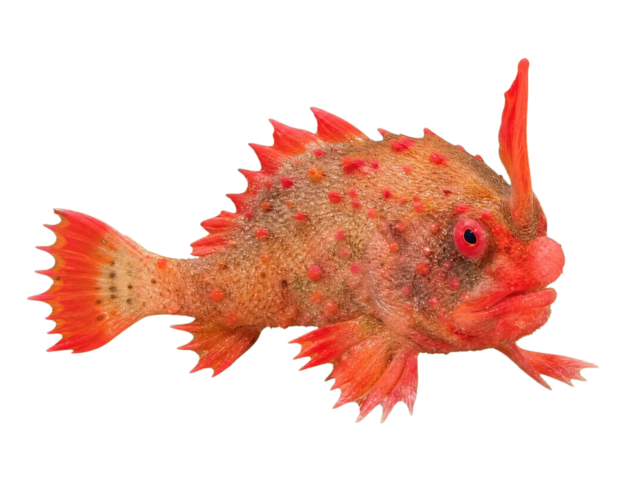 Red handfish (Sympterichthys politus) specimen