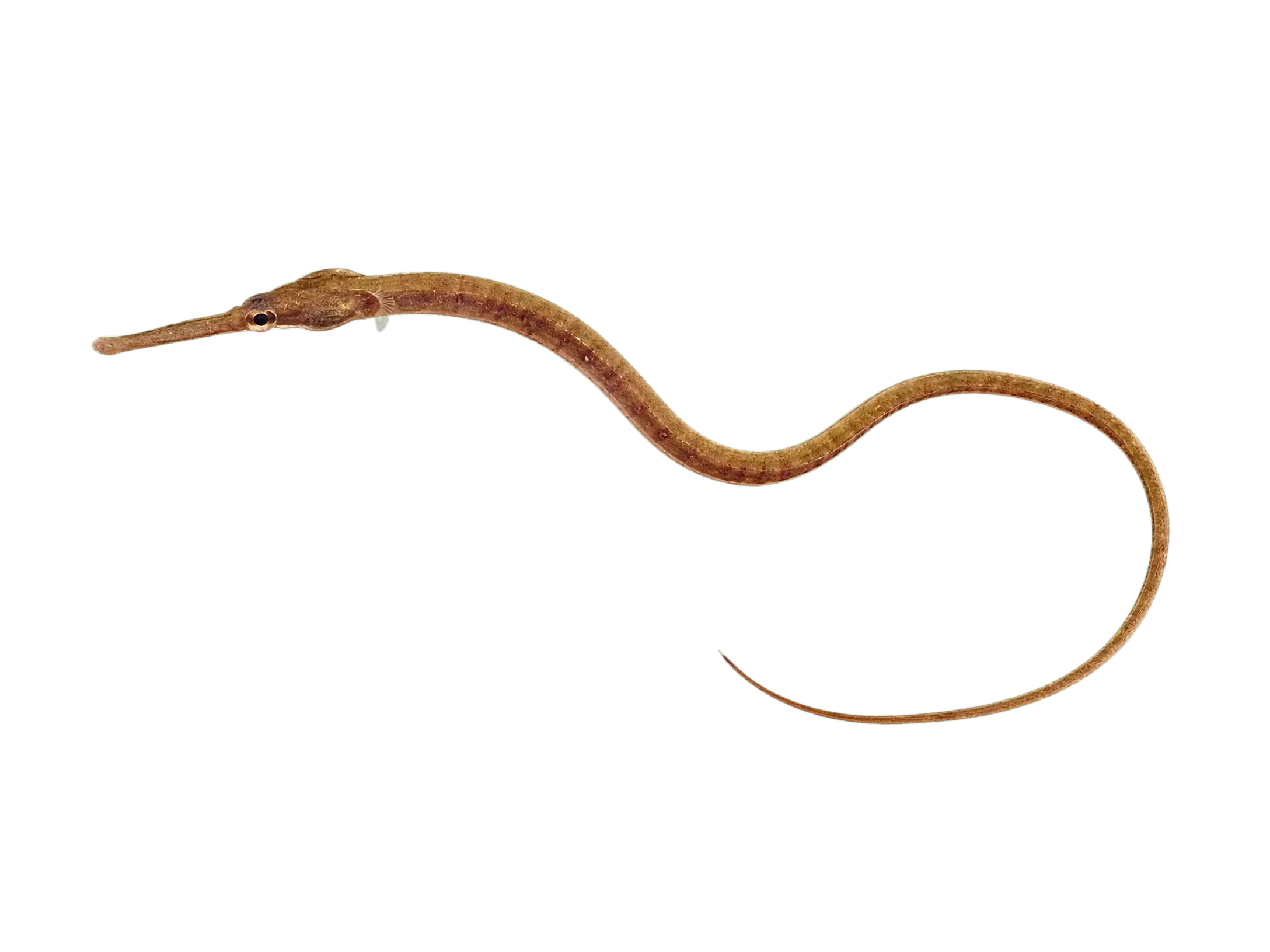 narrow-snouted pipefish (Syngnathus tenuirostris) specimen